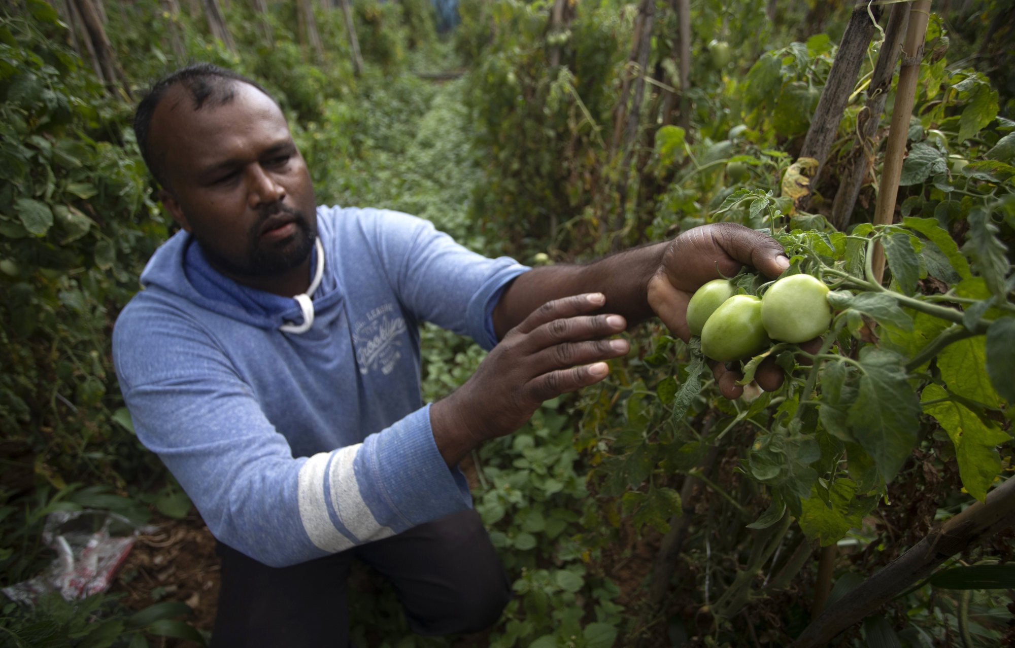 A Sri Lankan tomato farmer in Keppetipola shows a pest-infected crop which he blames on the unavailability of chemical pesticides in July. Photo: AP