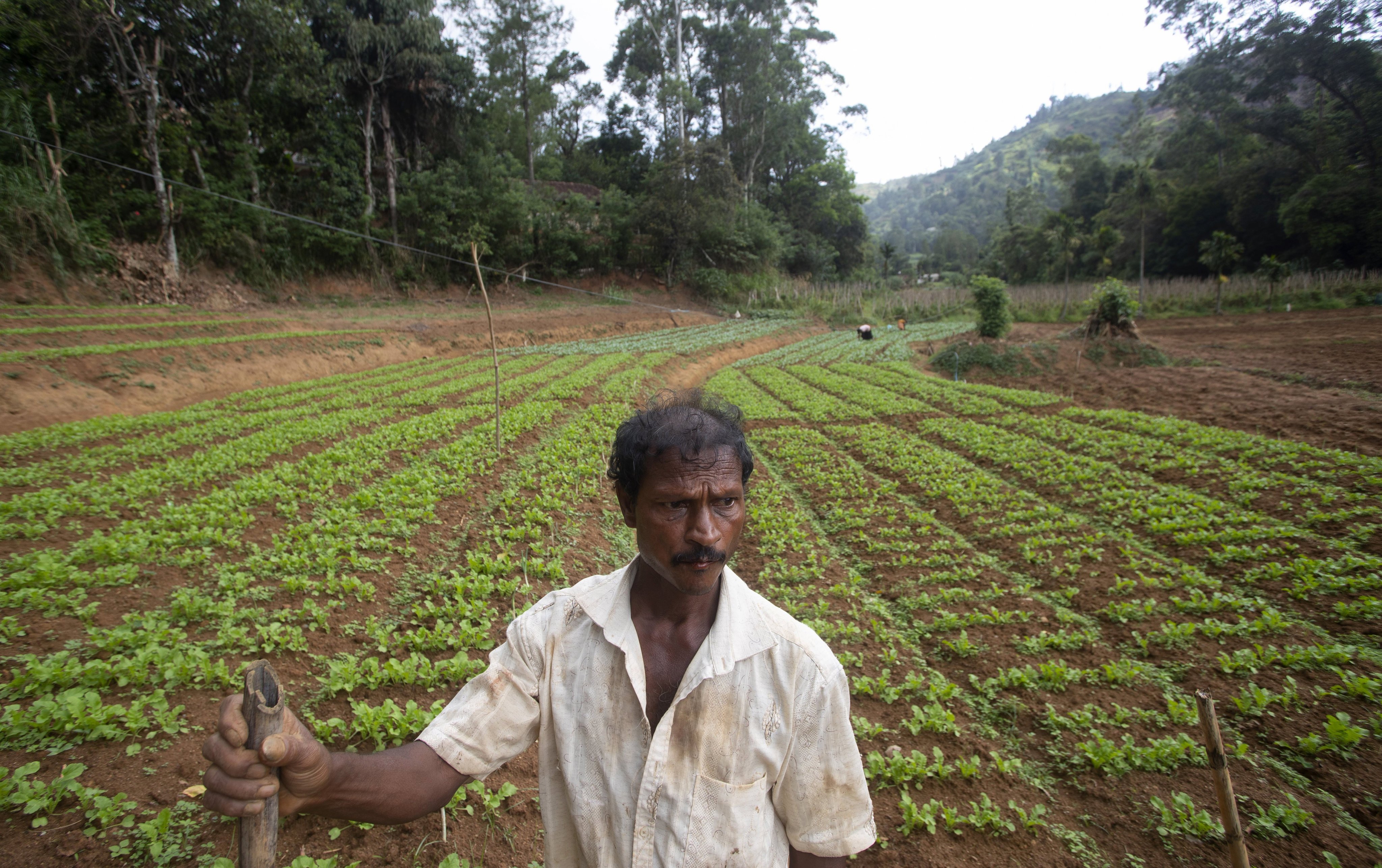 A Sri Lankan vegetable farmer stands in his newly prepared tomato bed earlier this year, amid the country’s ban on imports of agrochemicals. Photo: AP