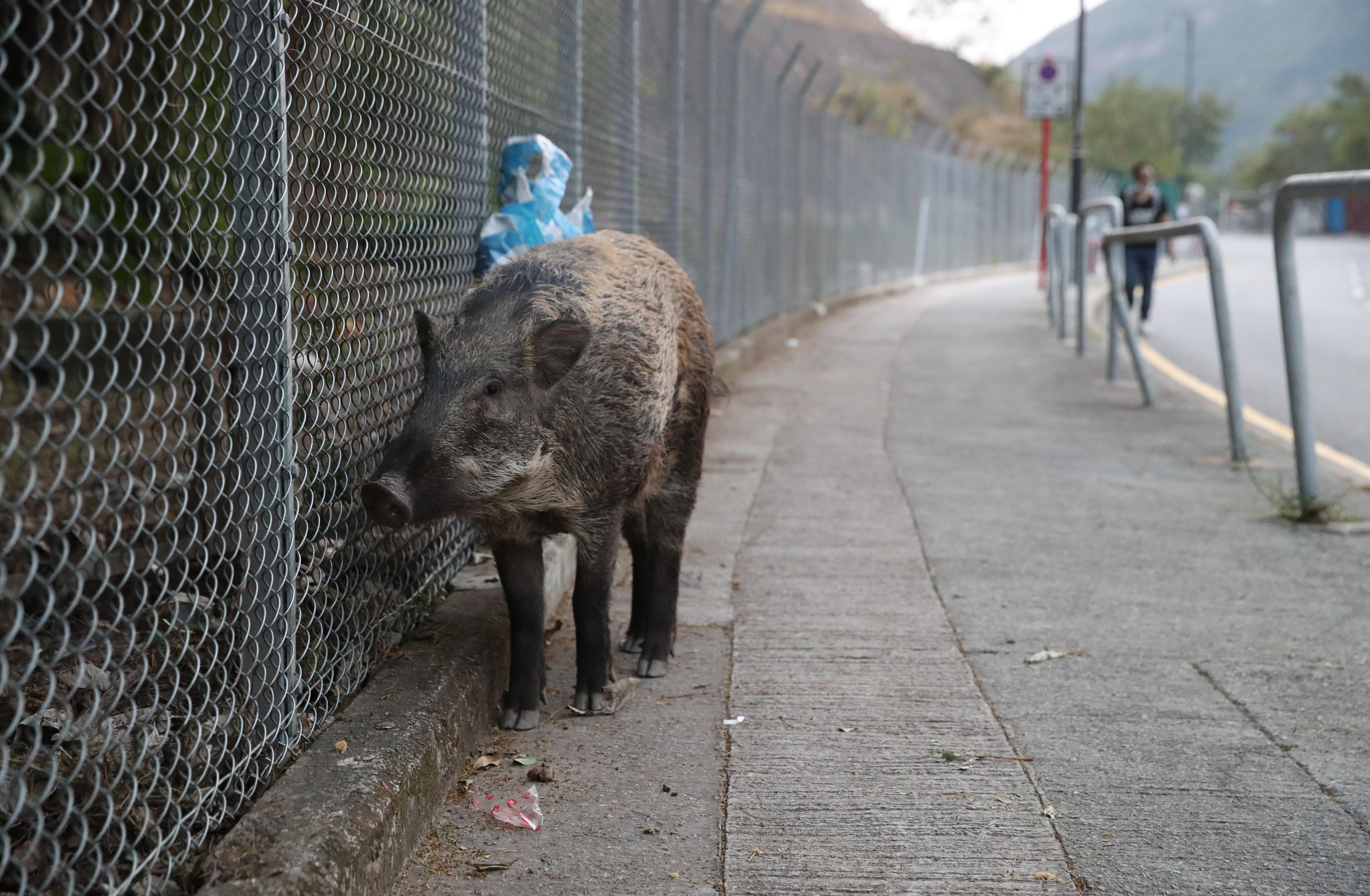 A wild boar is seen at Shum Wan Road in Wong Chuk Hang on November 17. Photo: Edmond So