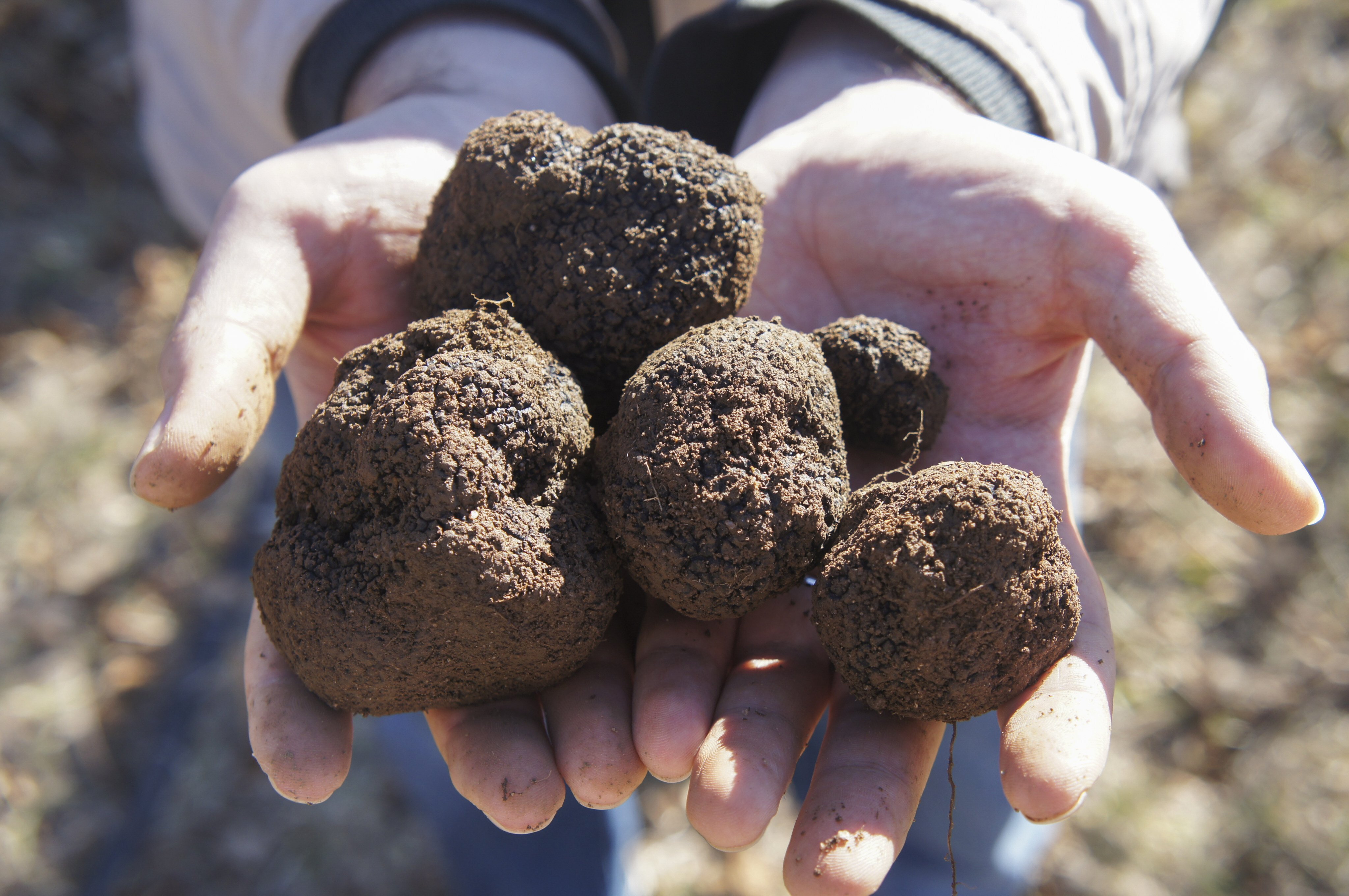 Black gold: freshly dug truffles at Terra Petra Truffles farm in Braidwood, New South Wales, Australia. Photo: 