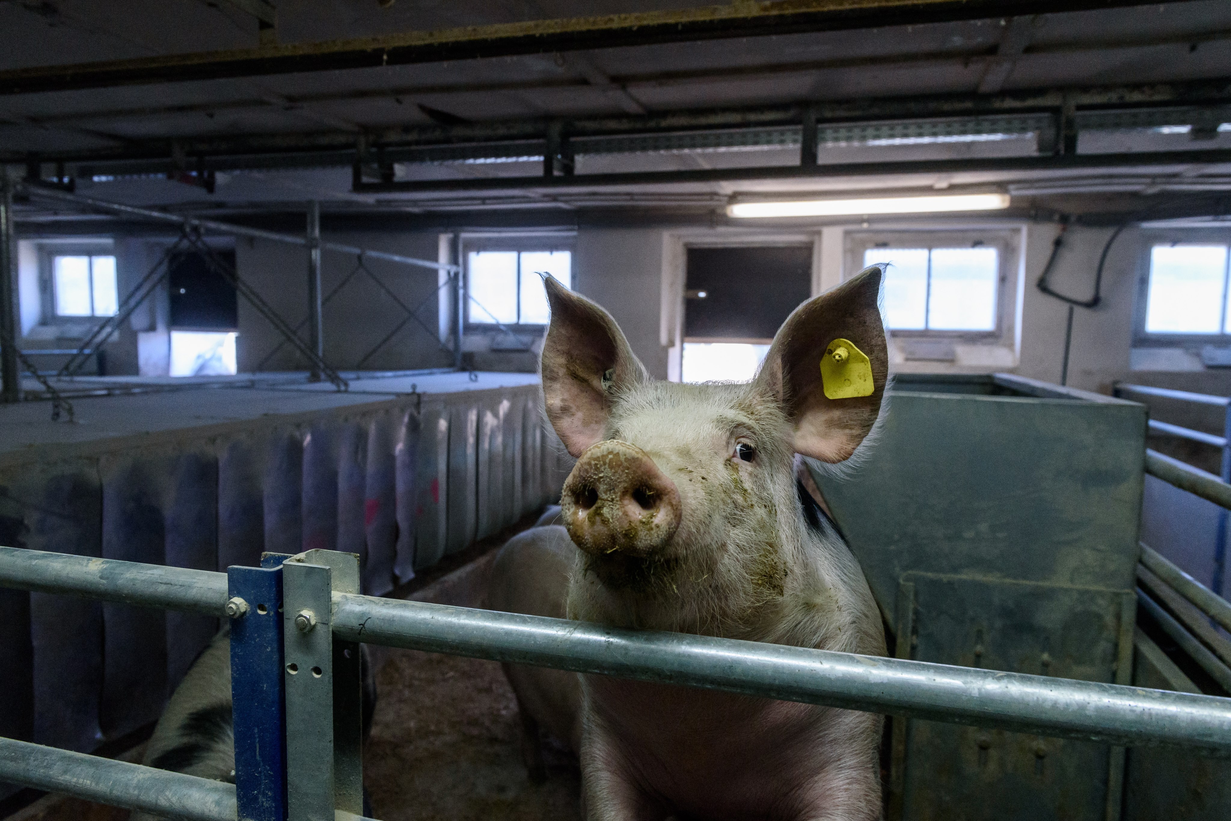 A pig stands in a shed of a pig farm in Brandenburg, Germany. Photo: EPA-EFE