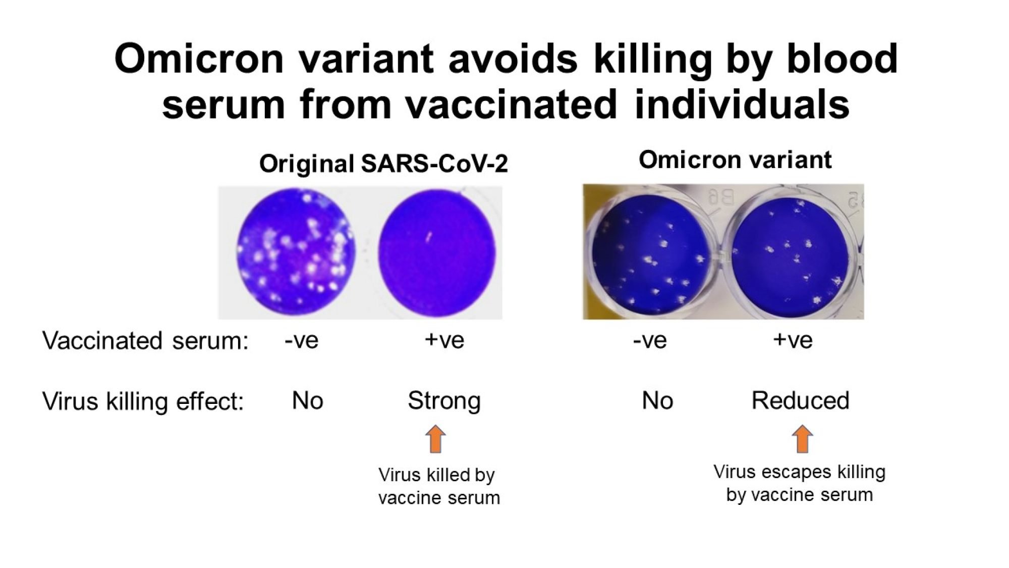 Diagram shows how the Omicron variant can remain alive in vaccinated individuals. Photo: HKU Med and CUHK Med