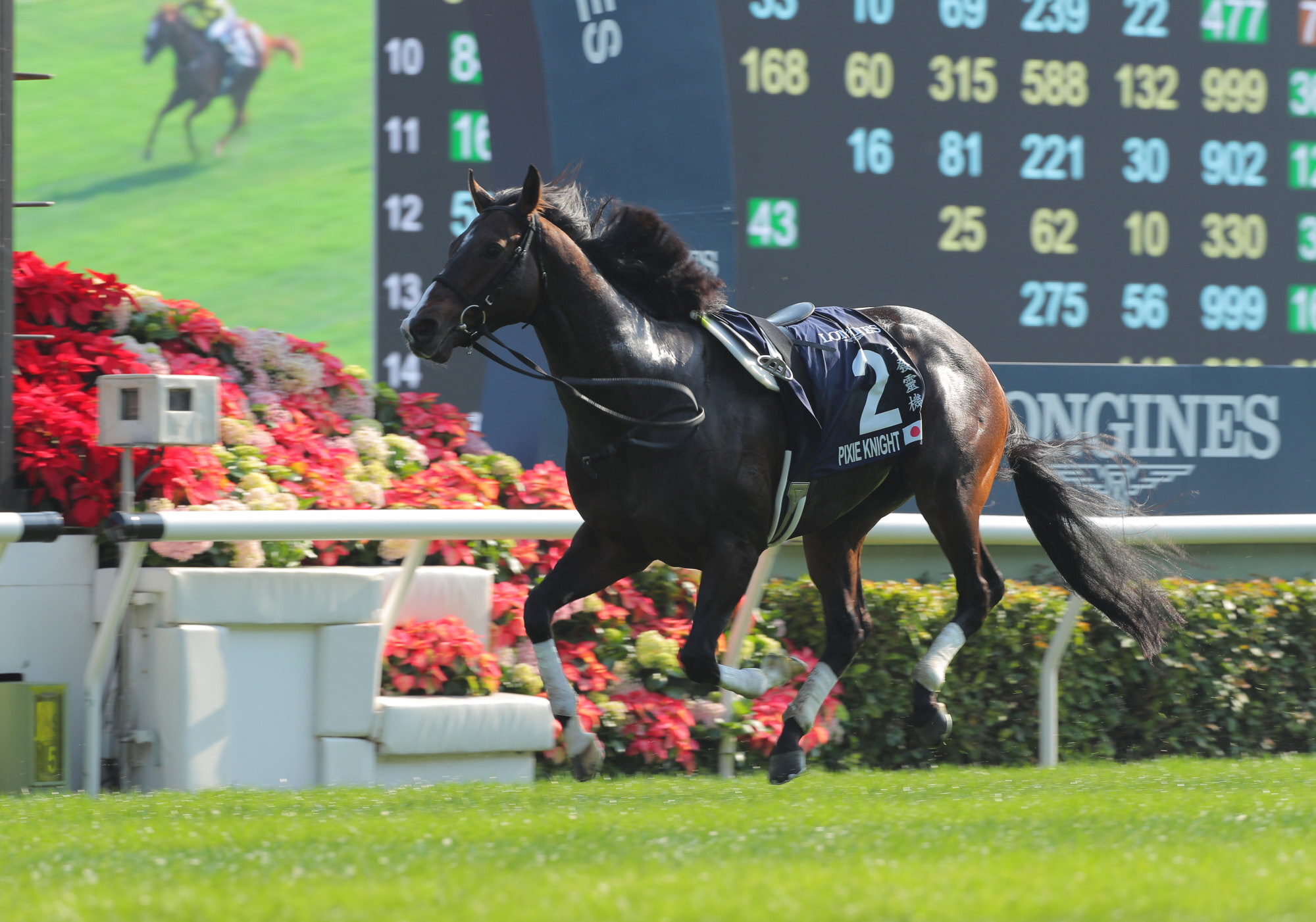 Pixie Knight gallops home riderless at Sha Tin on Sunday.