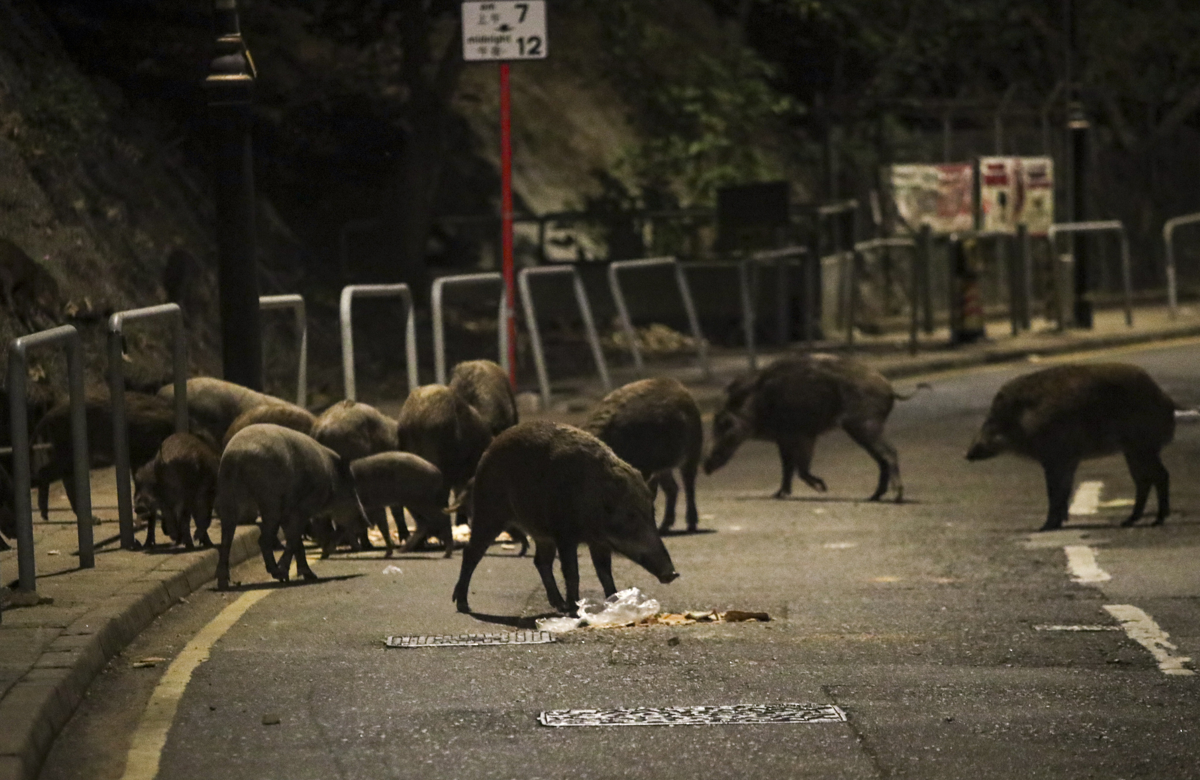 Wild pigs wander along Shum Wan Road looking for food on November 17. Photo: Edmond So