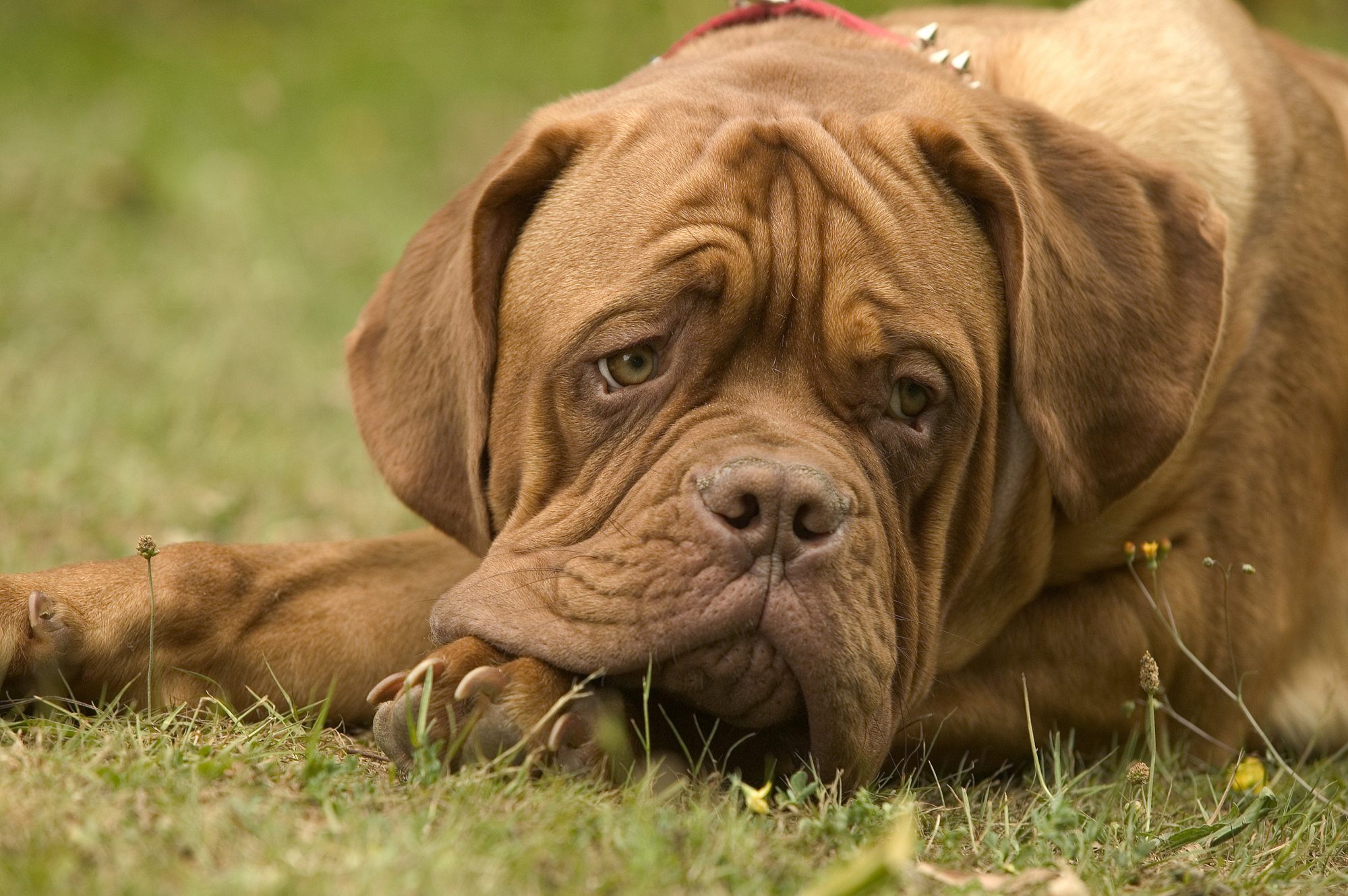 All bark and no bite? Hong Kong's Ombudsman wants dog licensing