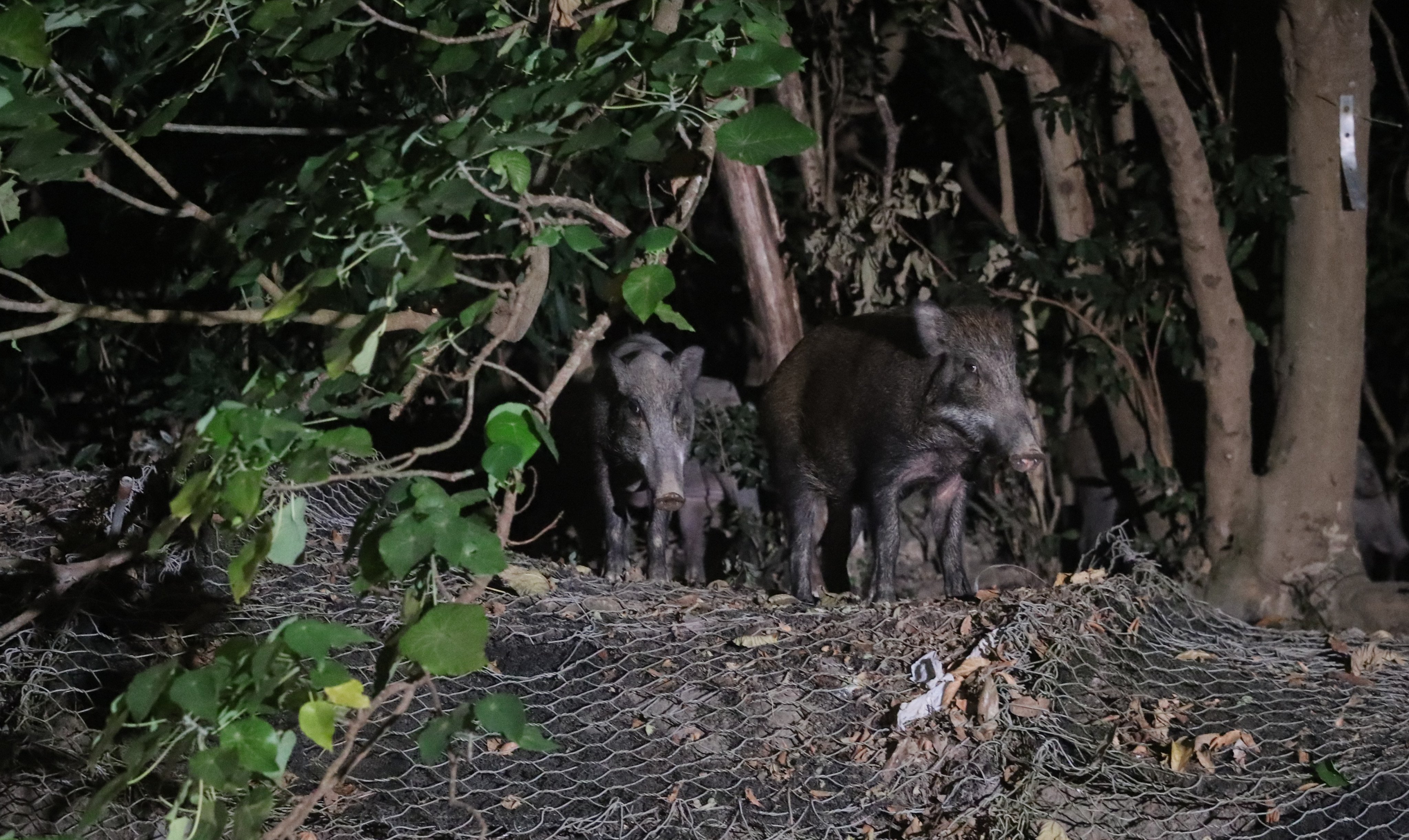 Sightings of wild boars in urban areas have been more common in recent years. Photo: Edmond So