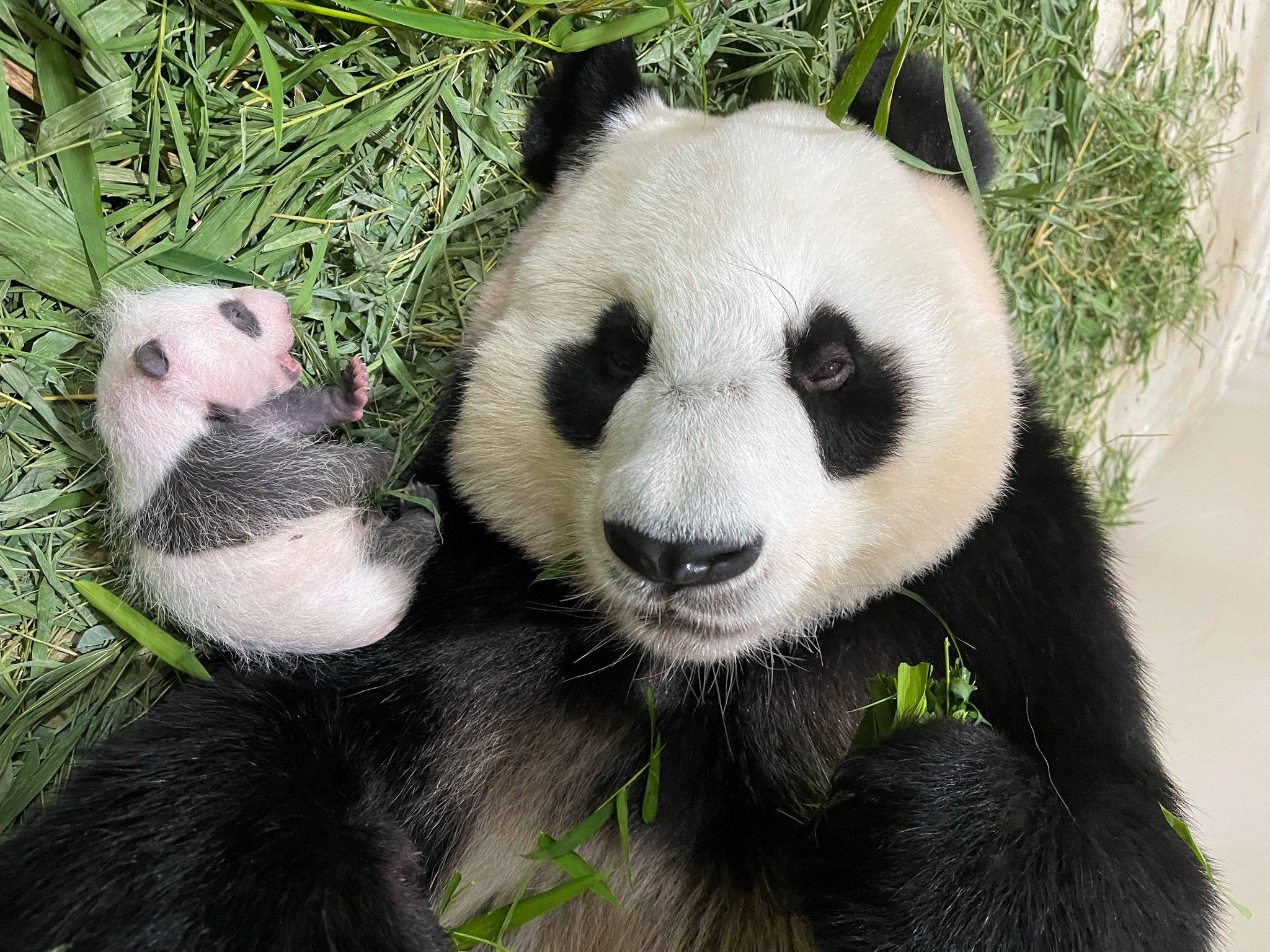 Newly named Chinese panda cub Le Le with her mother Jia Jia in Singapore. Photo: Wildlife Reserves Singapore