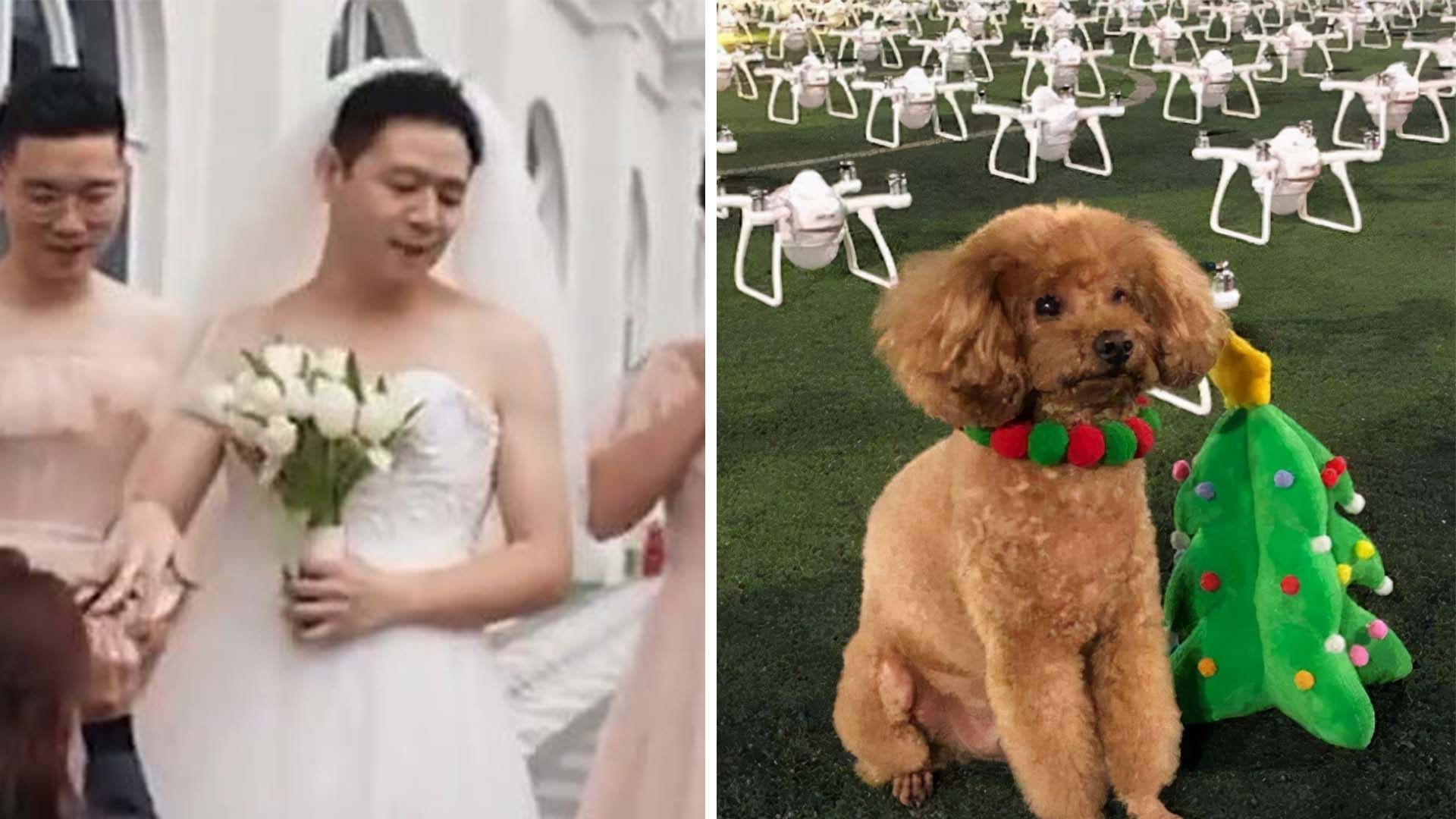 A wedding ignored tradition in southern China (left) and one pup got a special birthday present (right). Photo: Handout