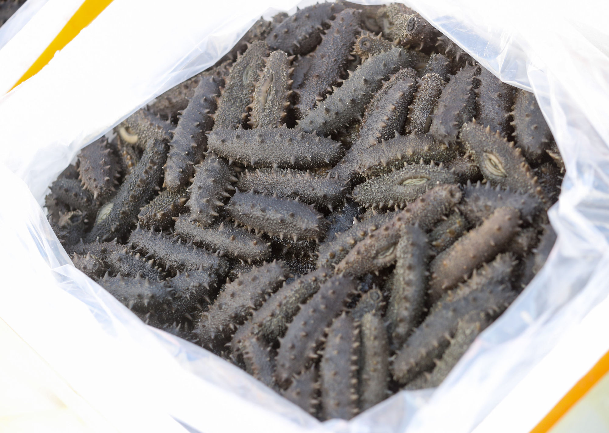 Hong Kong customs officers seize HK17 million worth of contraband sea