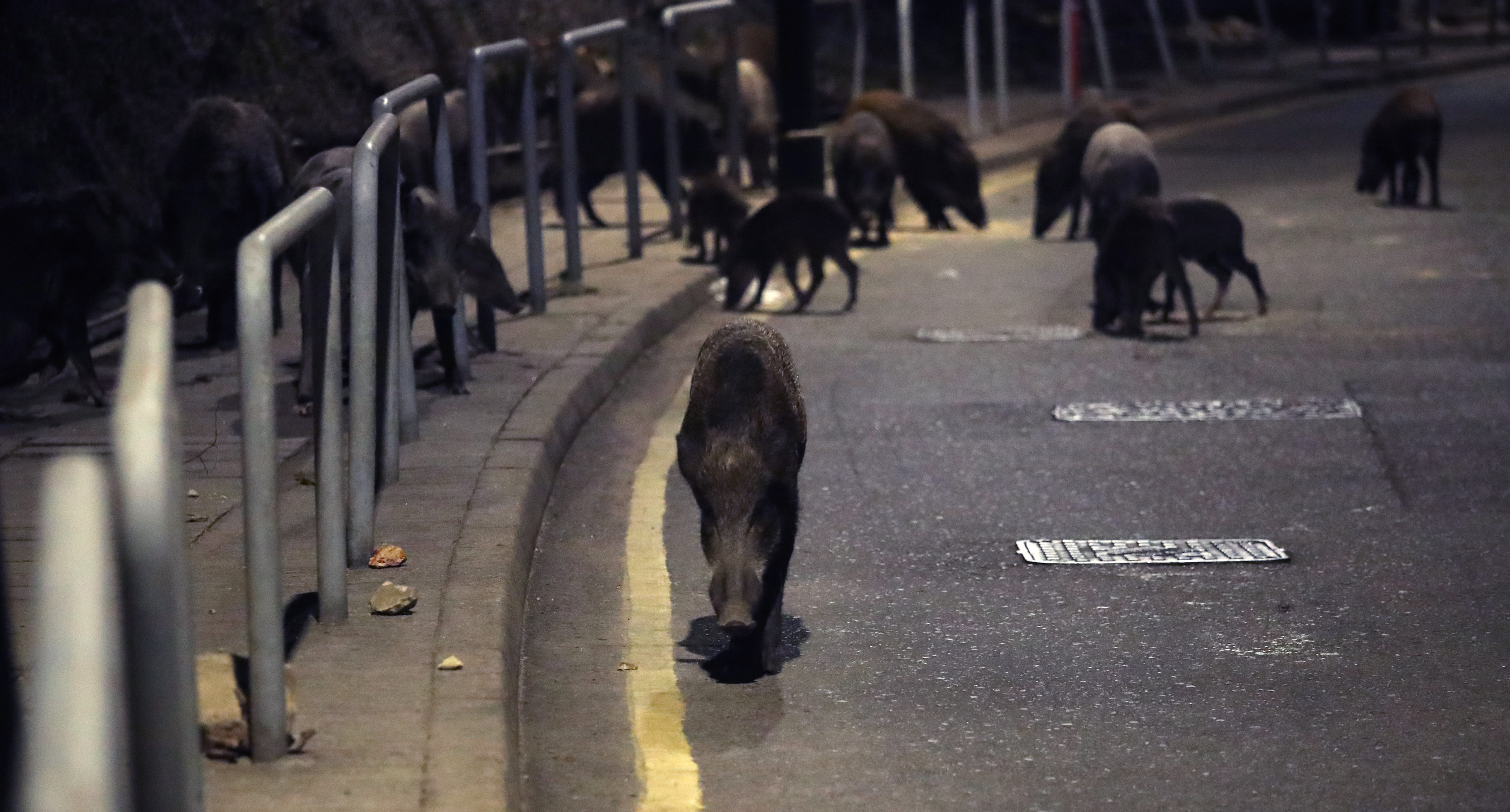 A herd of wild boars are seen on Shum Wan Road in Wong Chuk Hang, during an operation to capture them for culling on November 17. Photo: Edmond So