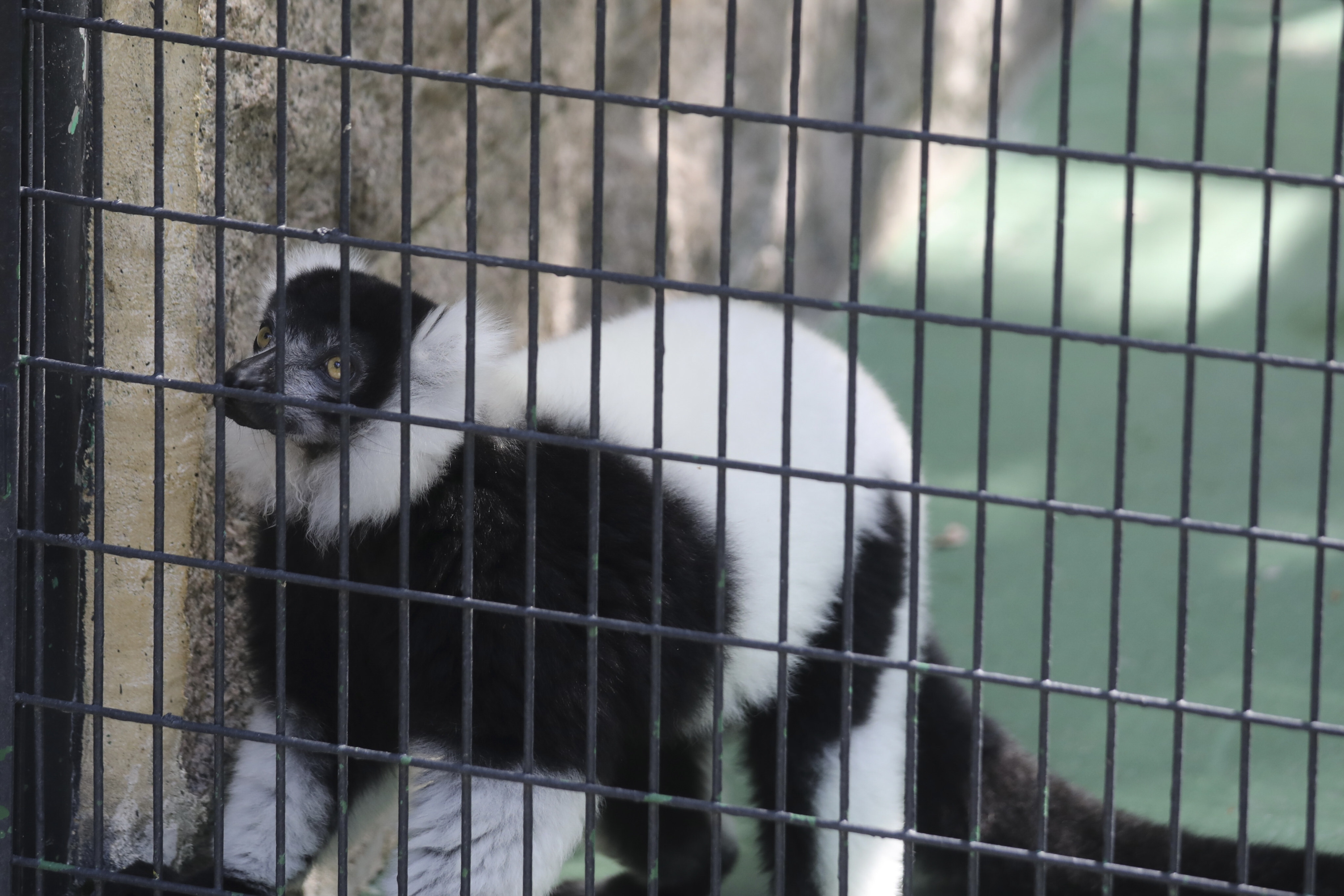 A black and white ruffed lemur at Hong Kong Zoological and Botanical Gardens in Central. 30NOV21 SCMP / Xiaomei Chen