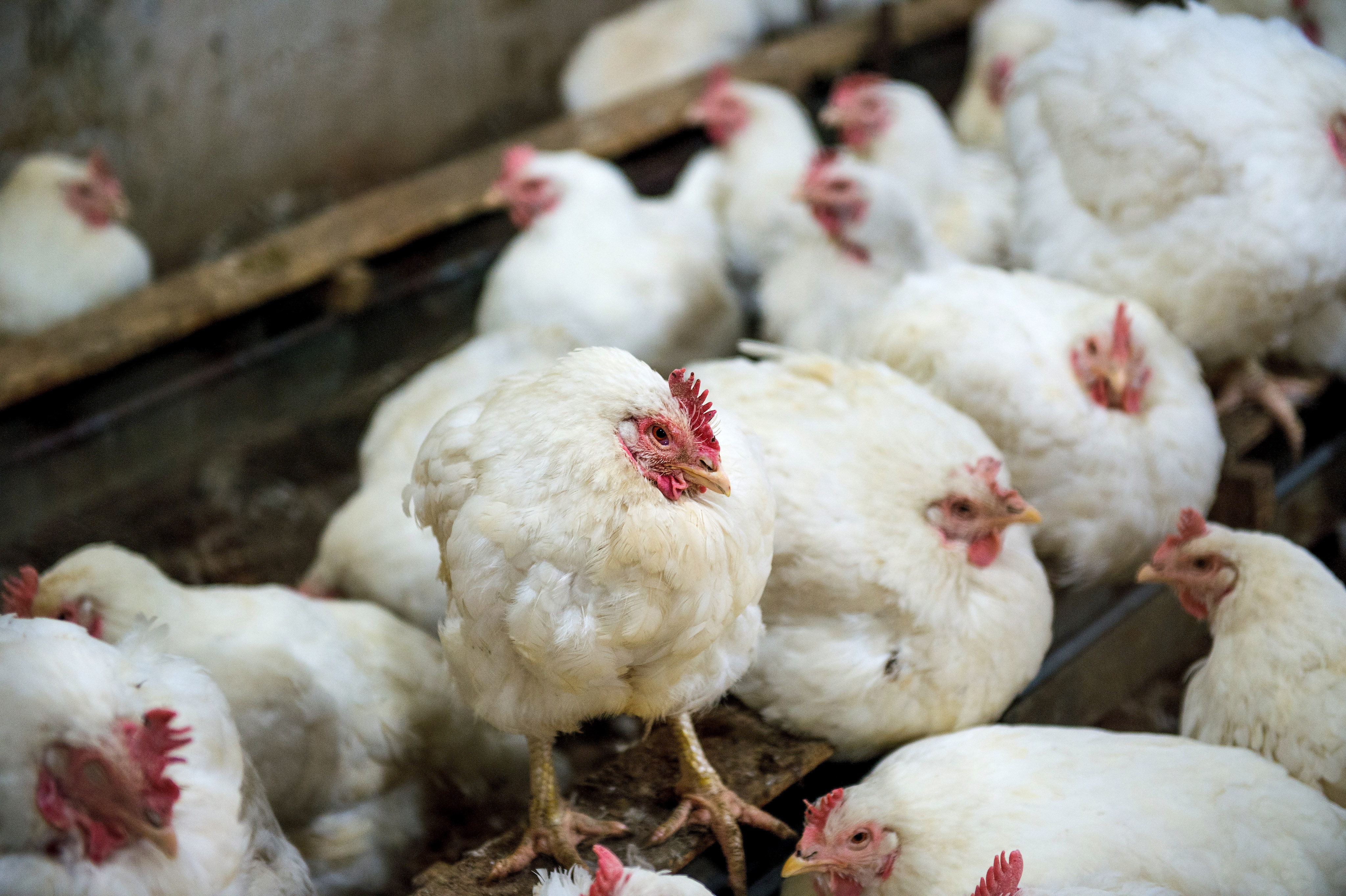 About a million birds have been culled in Britain recently, mostly at poultry farms. Photo: Shutterstock
