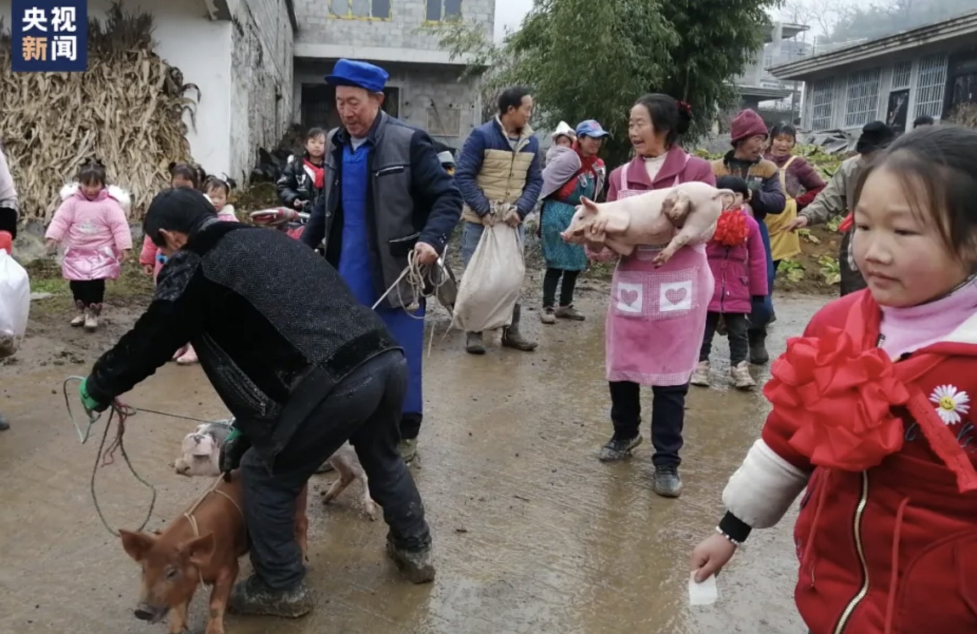 The piglets were taken home on leads and in people’s arms on the day of being given out. Photo: Weixin