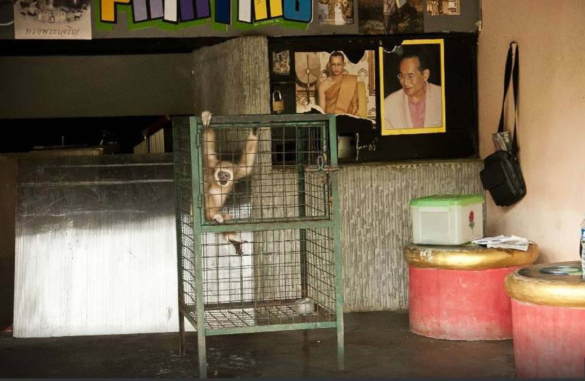 A monkey in a cage at Phuket Zoo before it closed down. Photo: Facebook / Phuket Zoo Thailand – A Place of Misery & Neglect