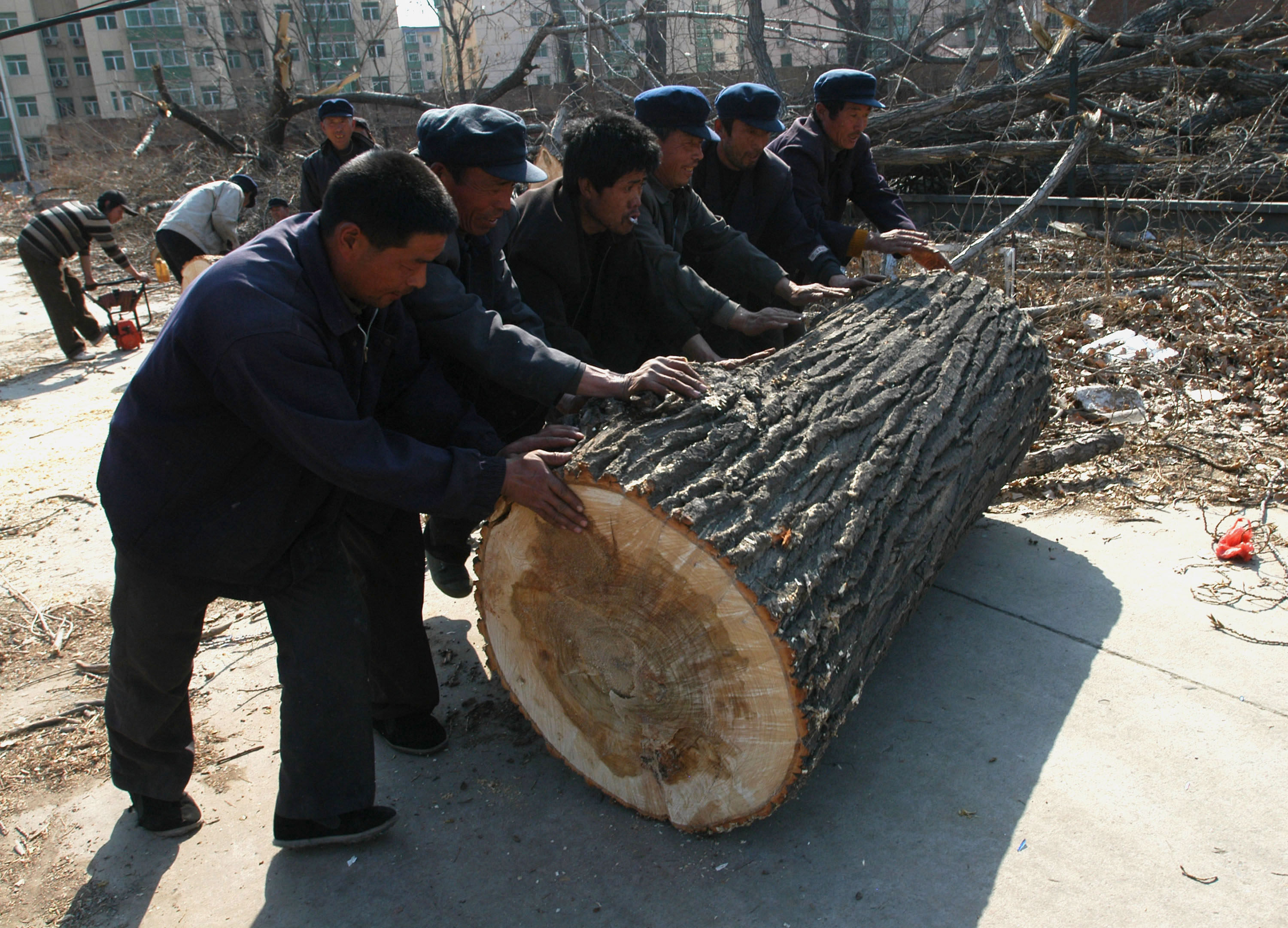 Workers roll a log in a wood in Beijing, China. Excessive tree-cutting has accelerated desertification and soil erosion in many regions of China. Photo: Getty Images