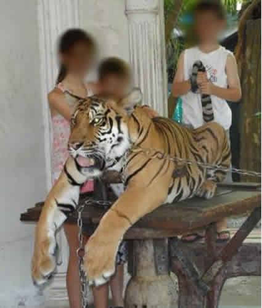 A tiger chained up at Phuket Zoo before it closed down. Photo: Facebook / Phuket Zoo Thailand – A Place of Misery & Neglect