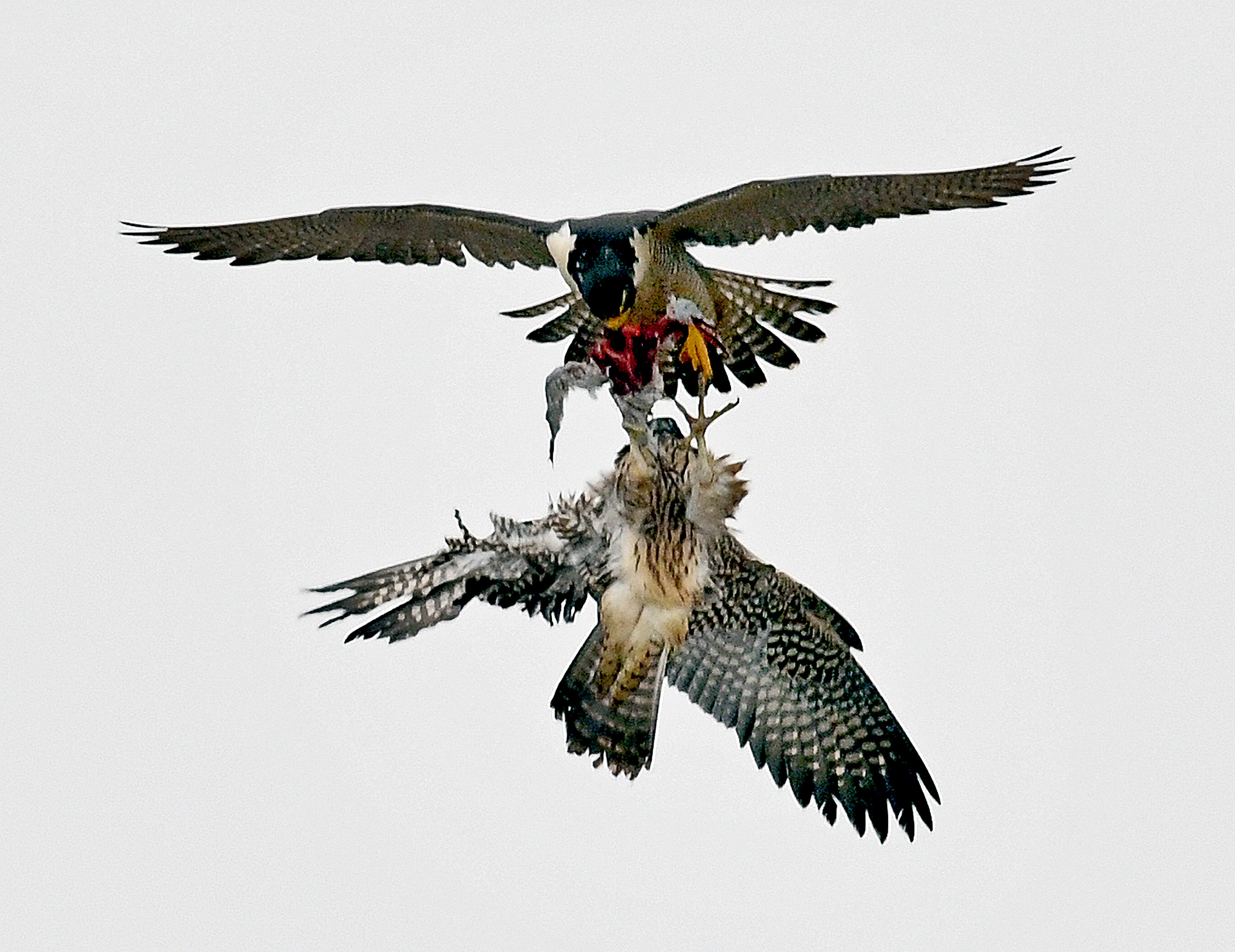Peregrine falcons transfer food to one another over Los Angeles. Watching these raptors dive through the air at 350km/h would leave anyone awestruck, but awe of nature is something many city dwellers have lost. Photo: Getty Images