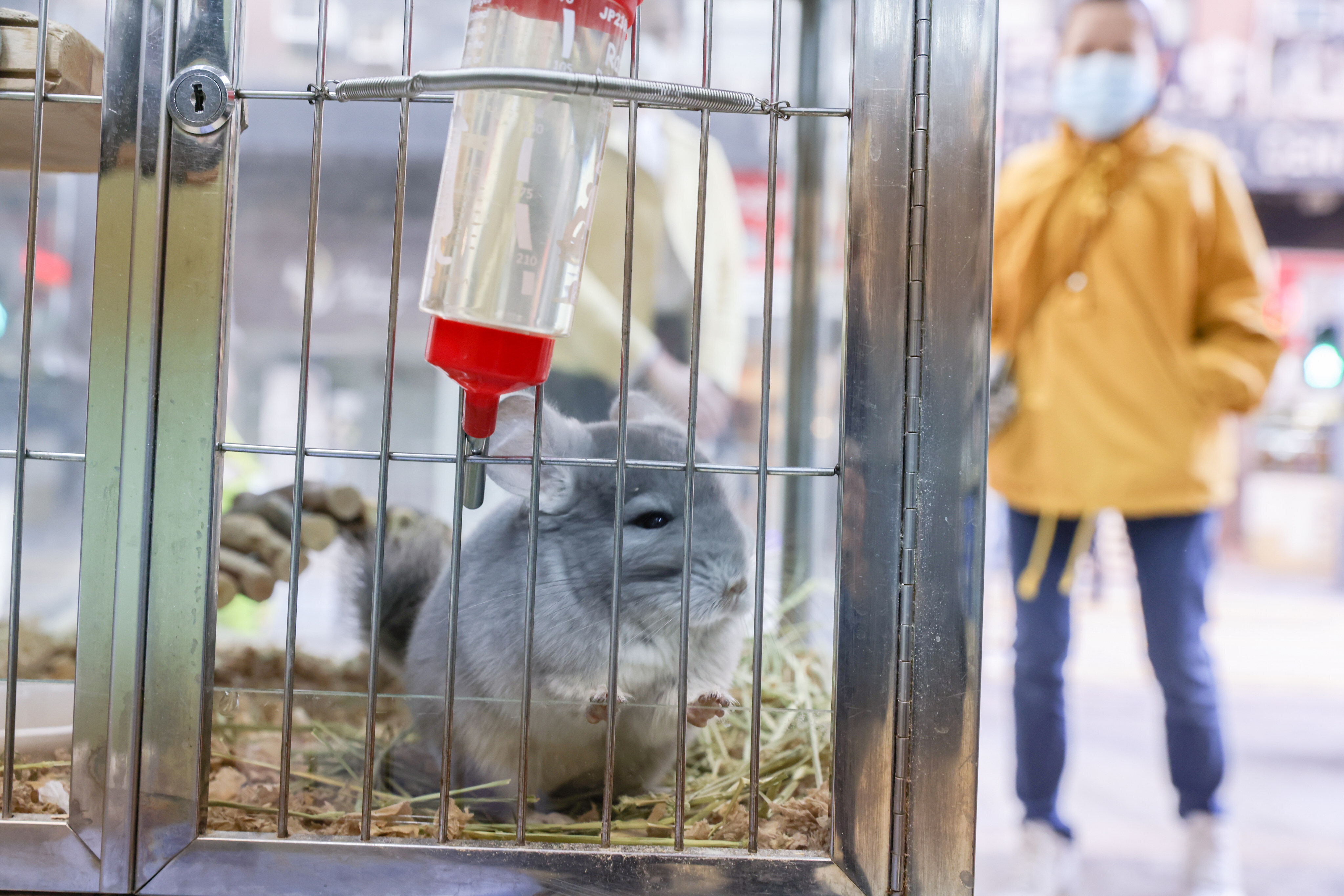 Hongkongers launch hamster rescue mission after Covid cull declared, Hong  Kong