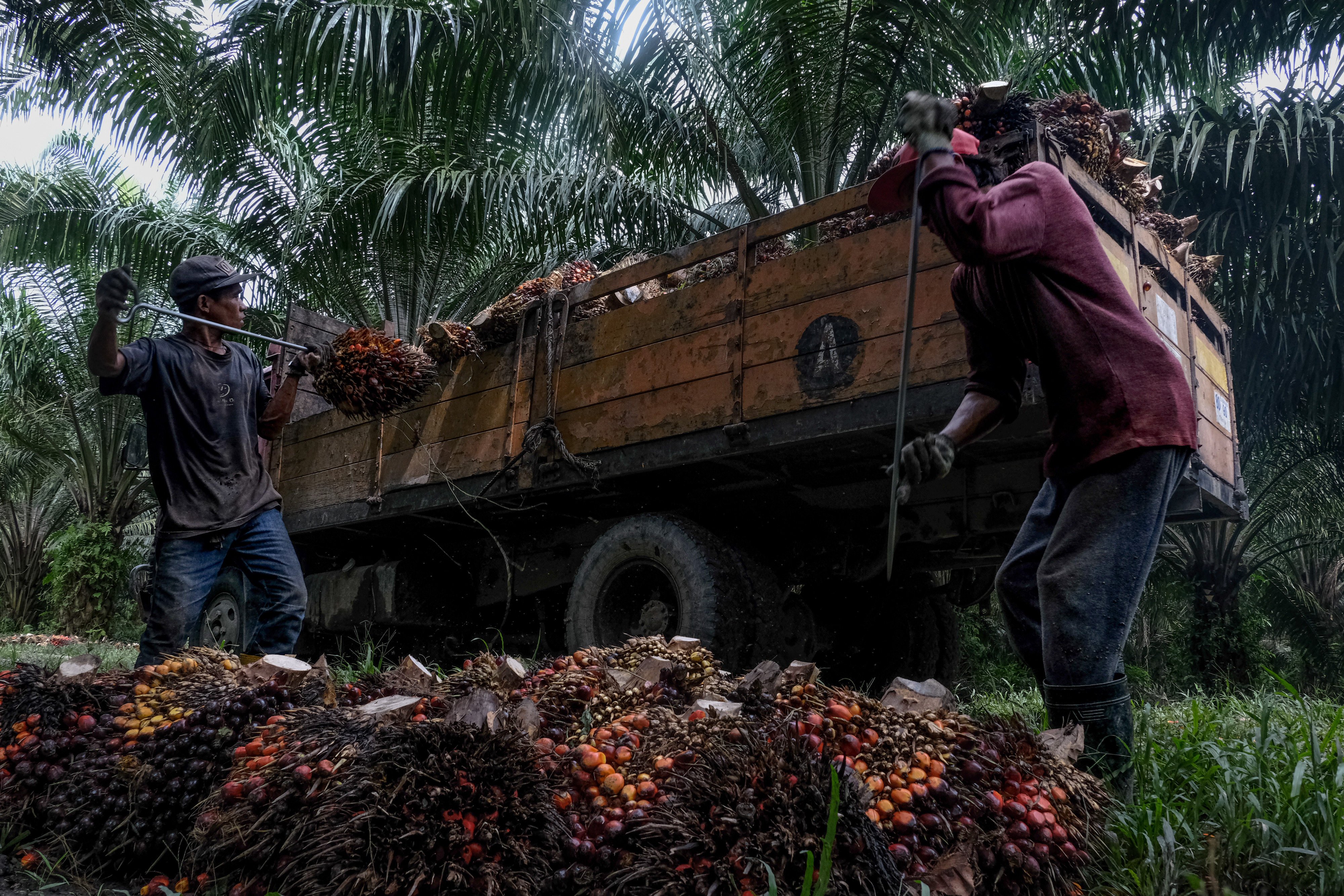 Harvested palm oil fruit bunches are loaded onto a truck at a plantation in Malaysia. Palm oil imports from some firms are banned by the US over allegations of labour abuses. Photo: Bloomberg