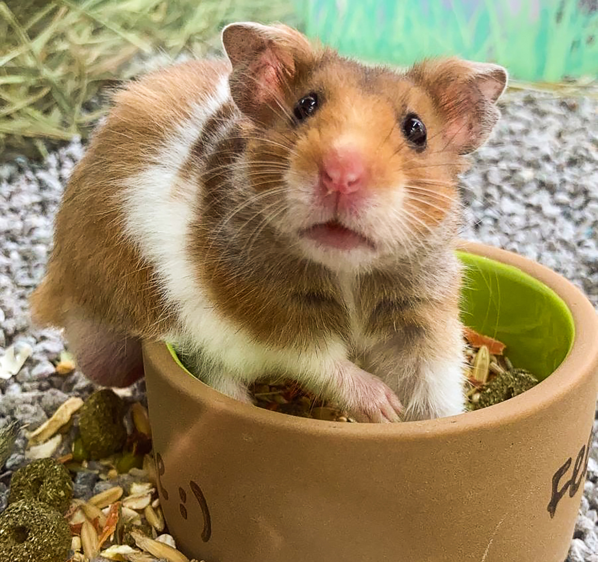 Hongkongers launch hamster rescue mission after Covid cull declared, Hong  Kong