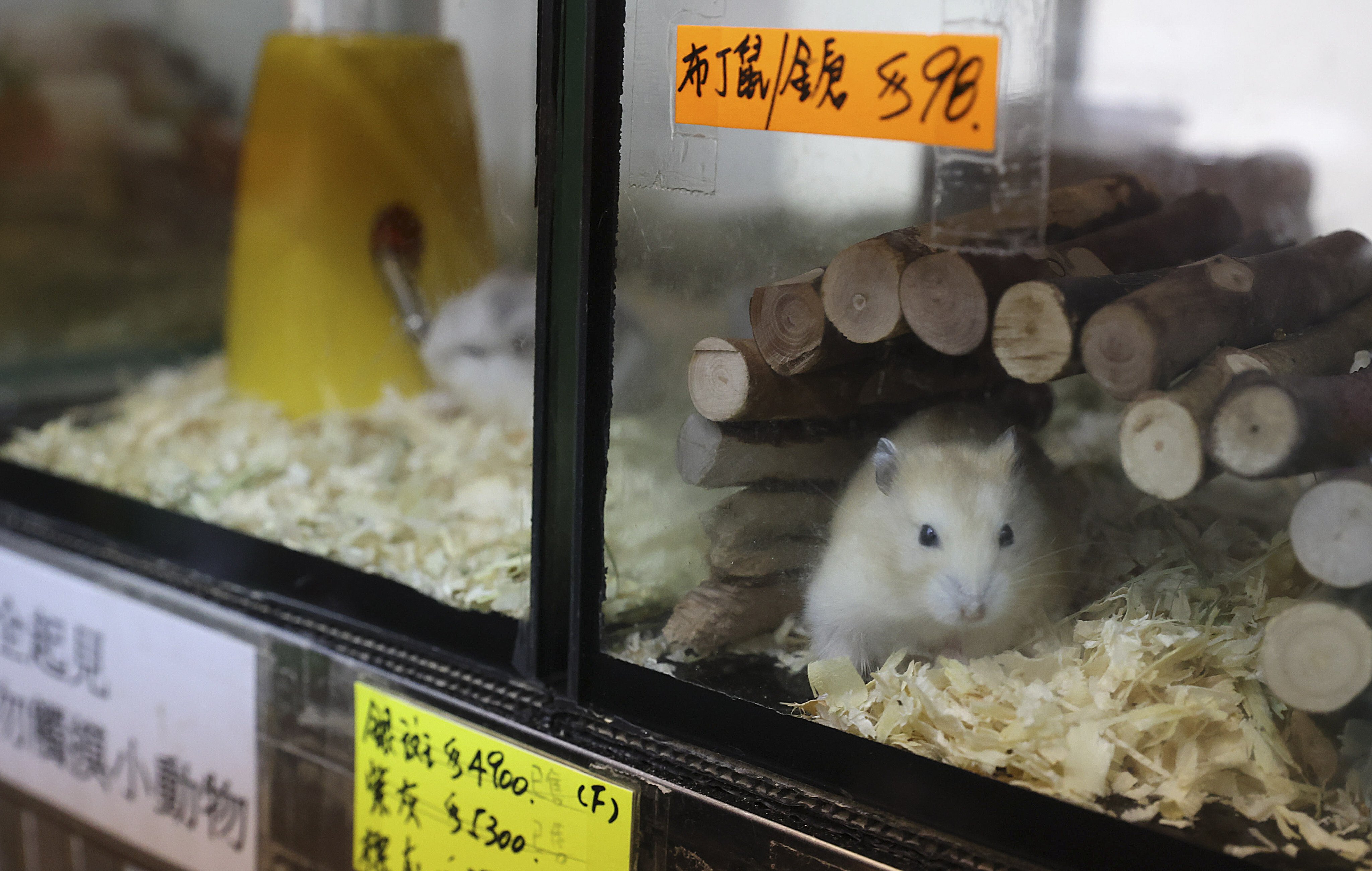 Hamster com in Xuzhou