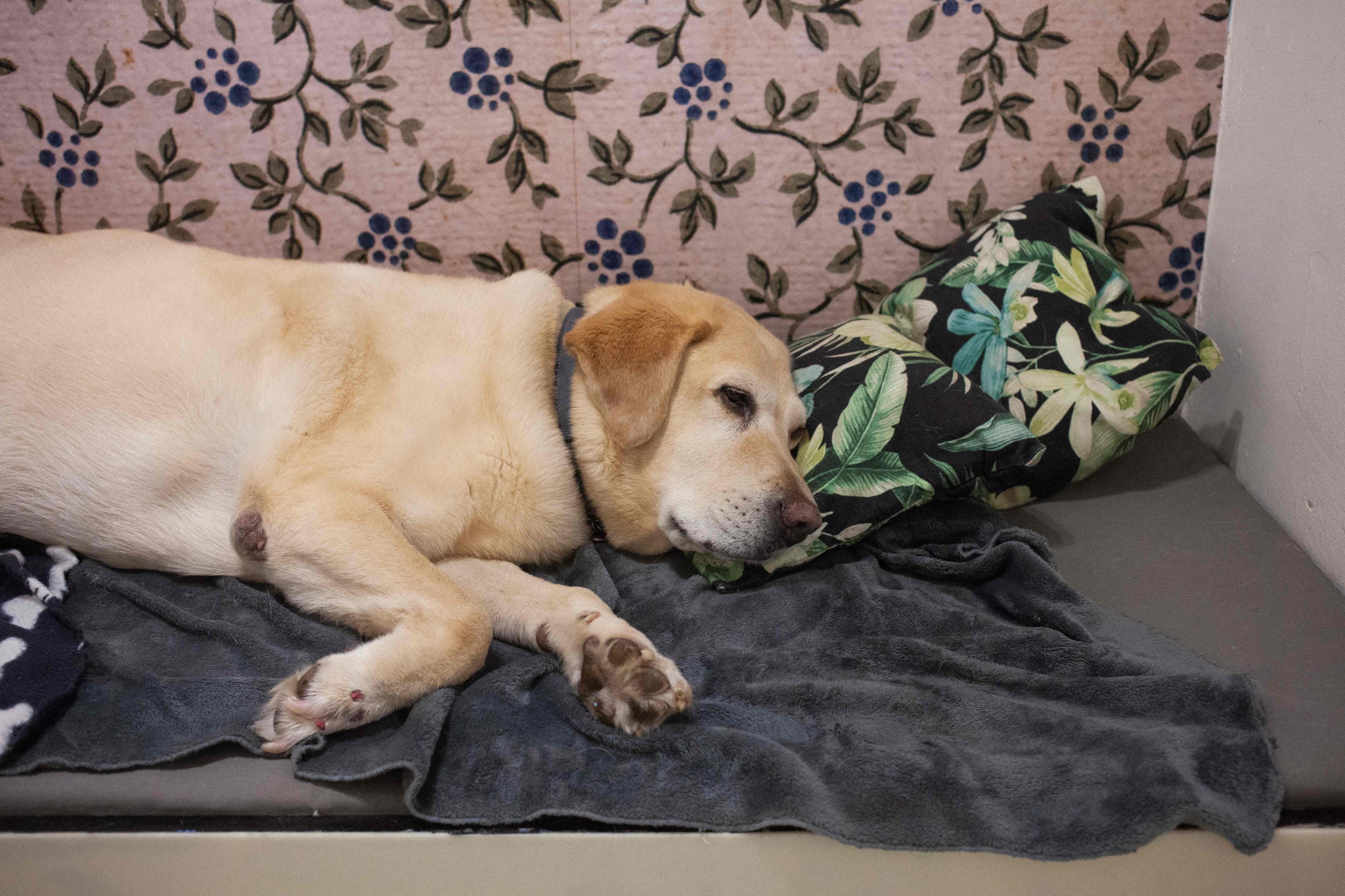 Atfrits dog hotel cheap
