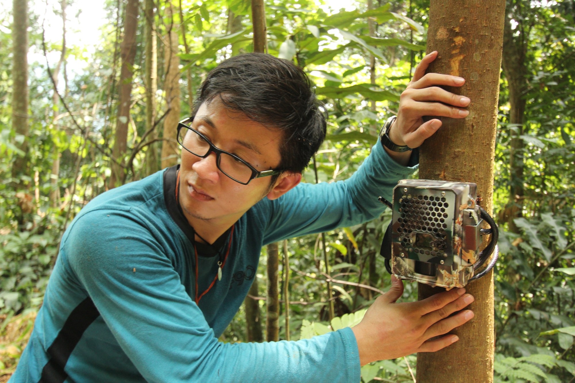 In Year of the Tiger, Malaysia’s tigers face a grim future with ...