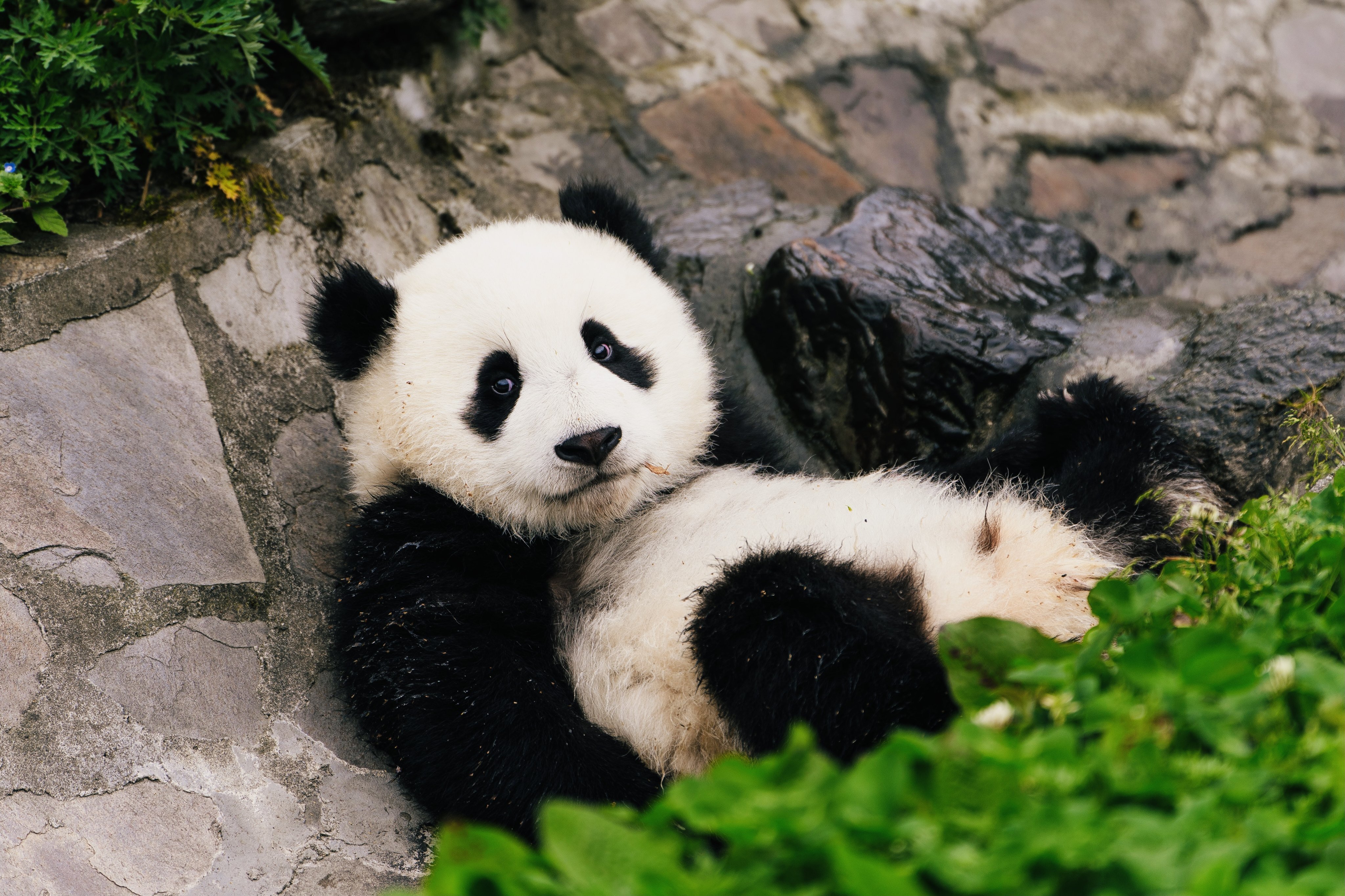 Despite eating an entirely plant-based diet, giant pandas are known for being a bit pudgy. Photo: Xinhua