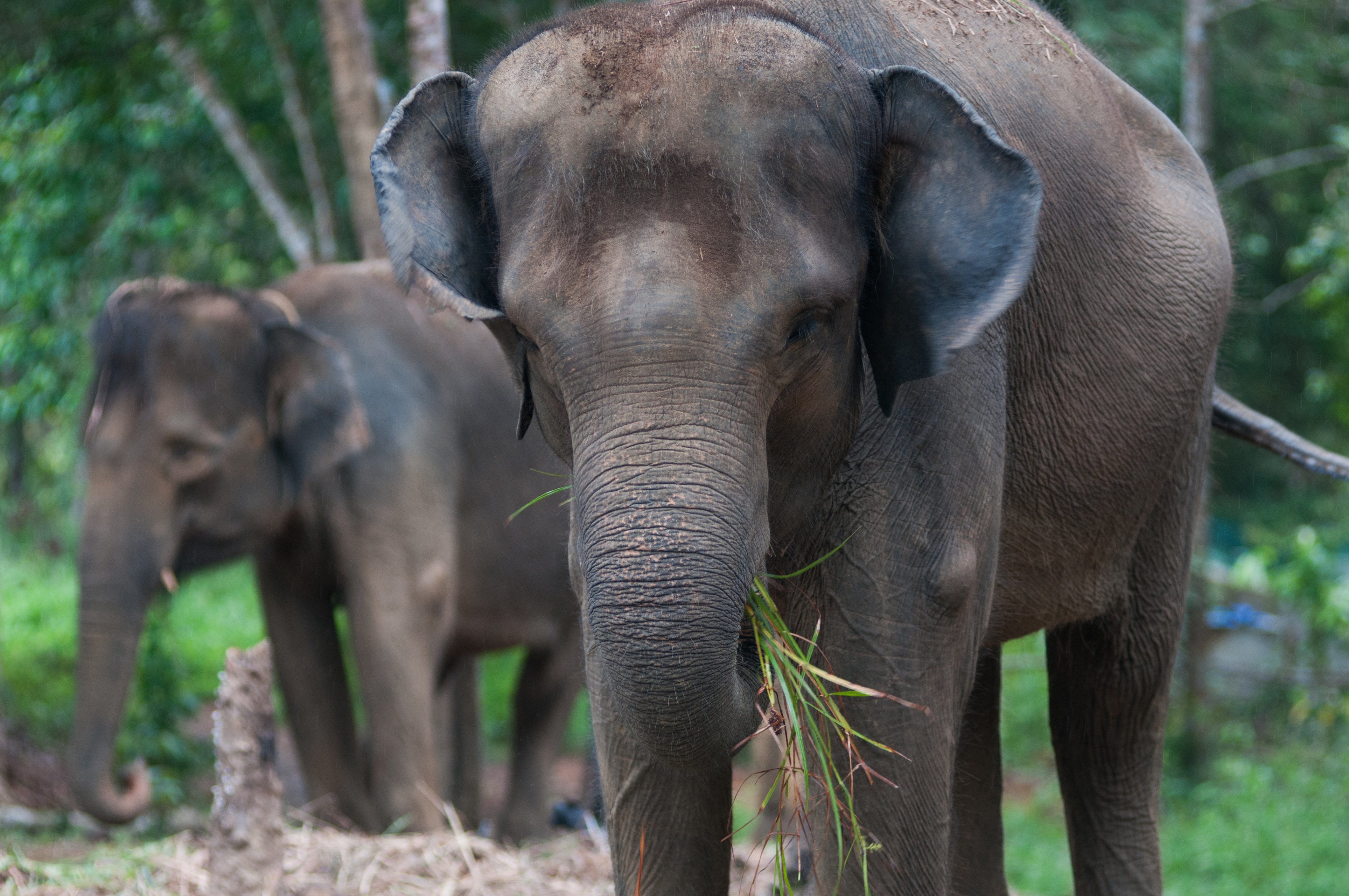 Sumatran elephants are a critically endangered species. 