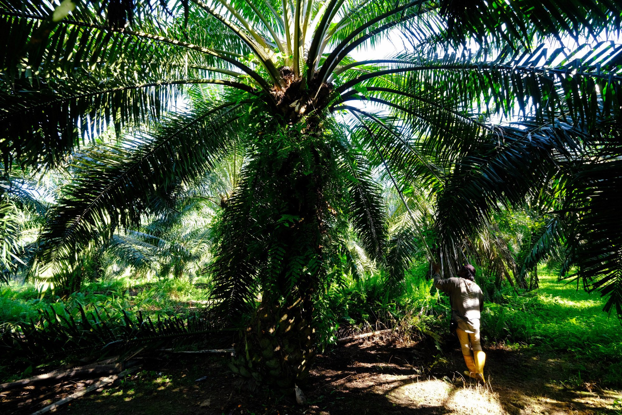 A worker uses a motorised harvesting sickle to cut a palm oil fruit bunch from a tree at a plantation in Selangor’s Kapar, Malaysia. Photo: Bloomberg