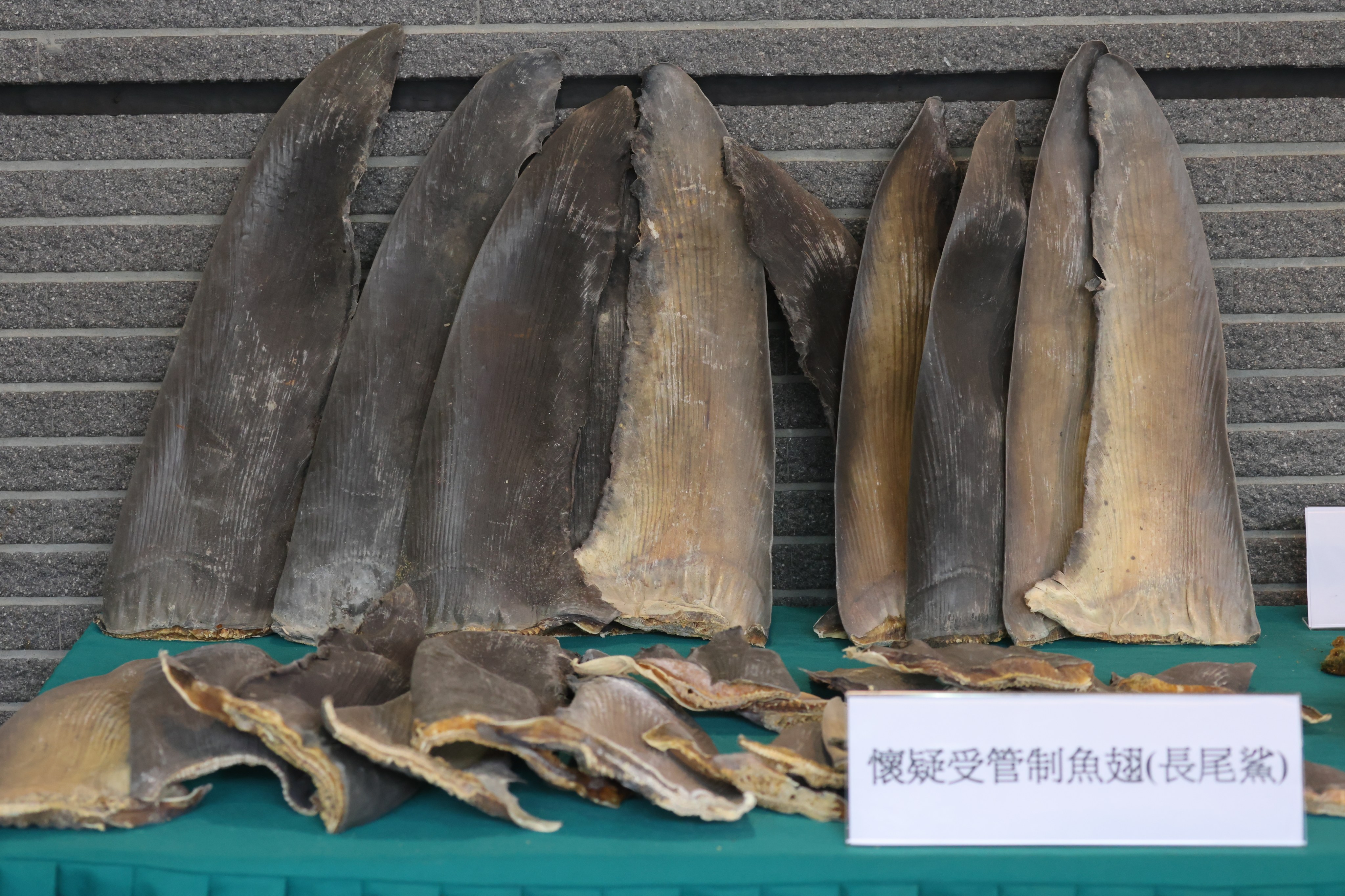 Confiscated shark fins seen at Tsing Yi Customs Station on October 7, 2021. Authorities in Hong Kong are cracking down on illegal shark fin trading but demand for fin products in countries like China and Vietnam means trafficking remains a lucrative business. Photo: Dickson Lee