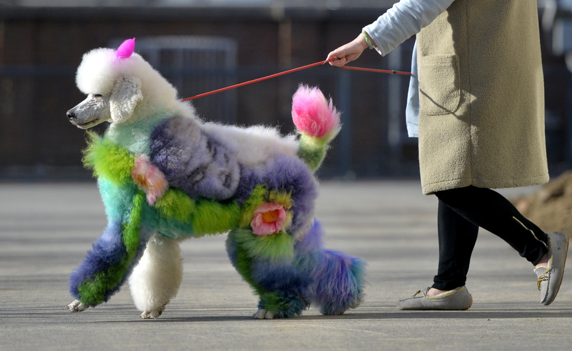 Pet ownership is growing rapidly in China and creating an economic boom in its wake. Photo: Reuters