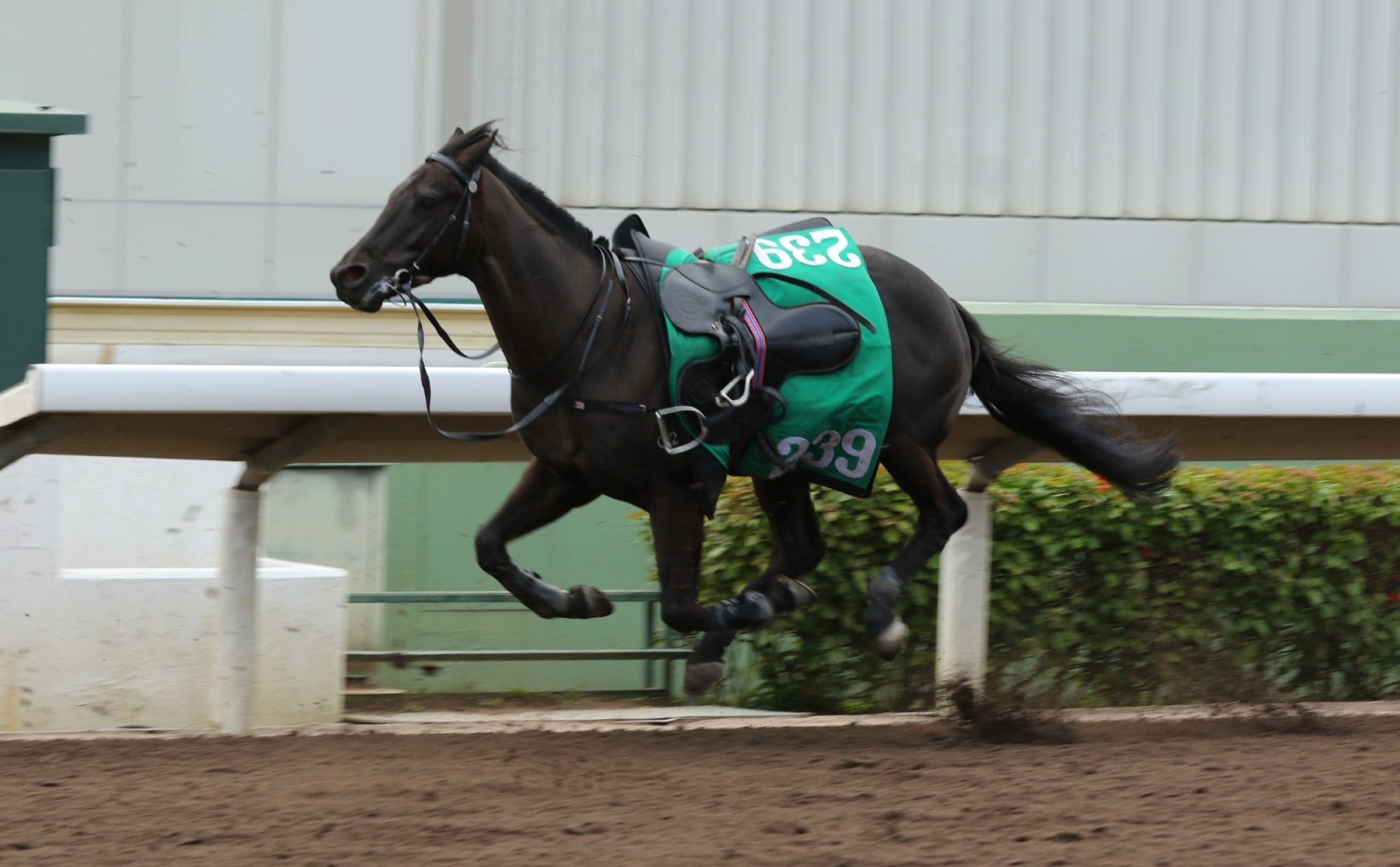 Pride Of Eight runs loose after his saddle slipped, dislodging jockey Luke Currie. Pride Of Eight runs loose after his saddle slipped, dislodging jockey Luke Currie.