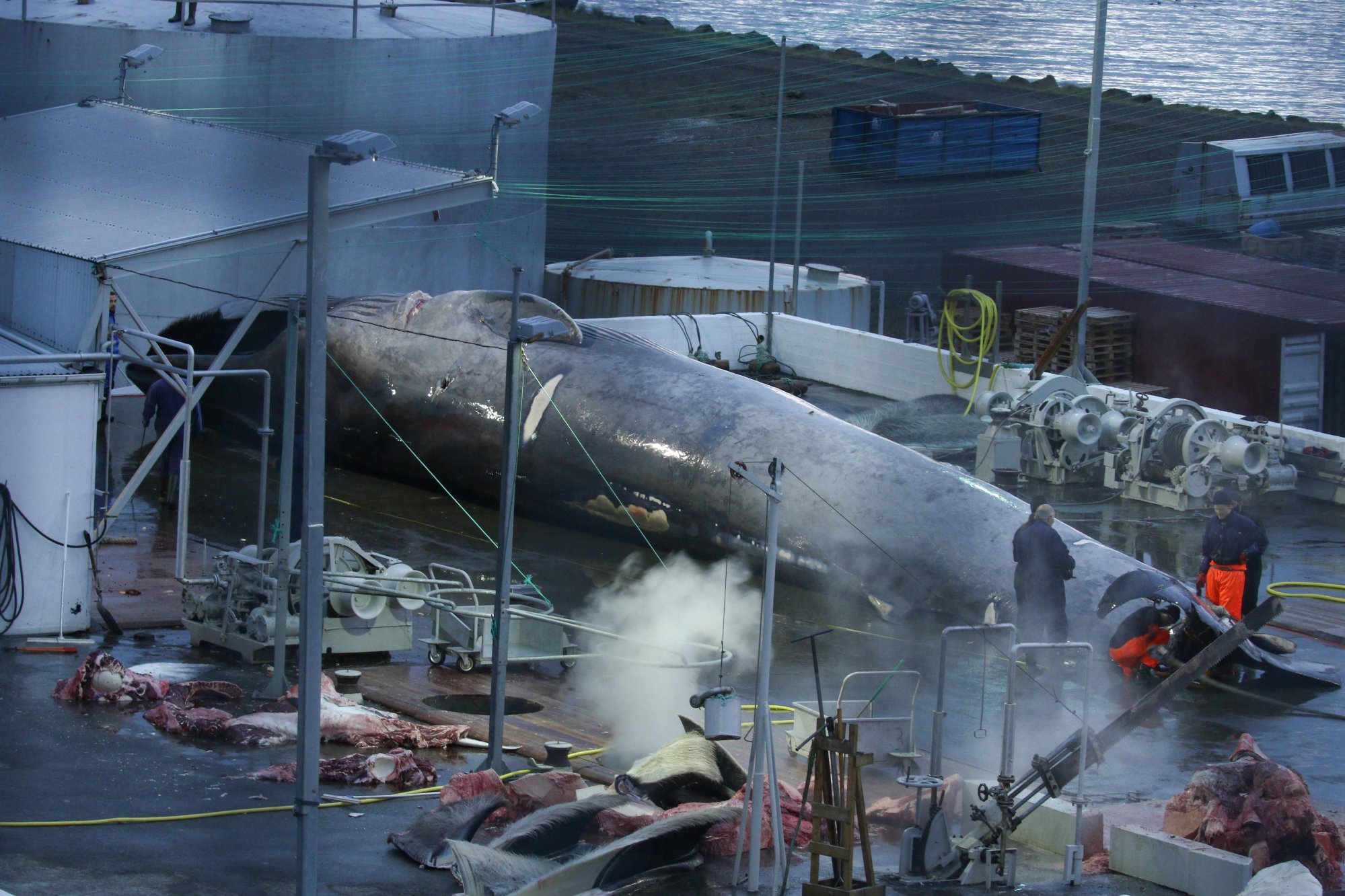 Сколько китов погибло. Китобойный промысел в Исландии. 30 Метровый кит. Синие киты китобойный промысел.