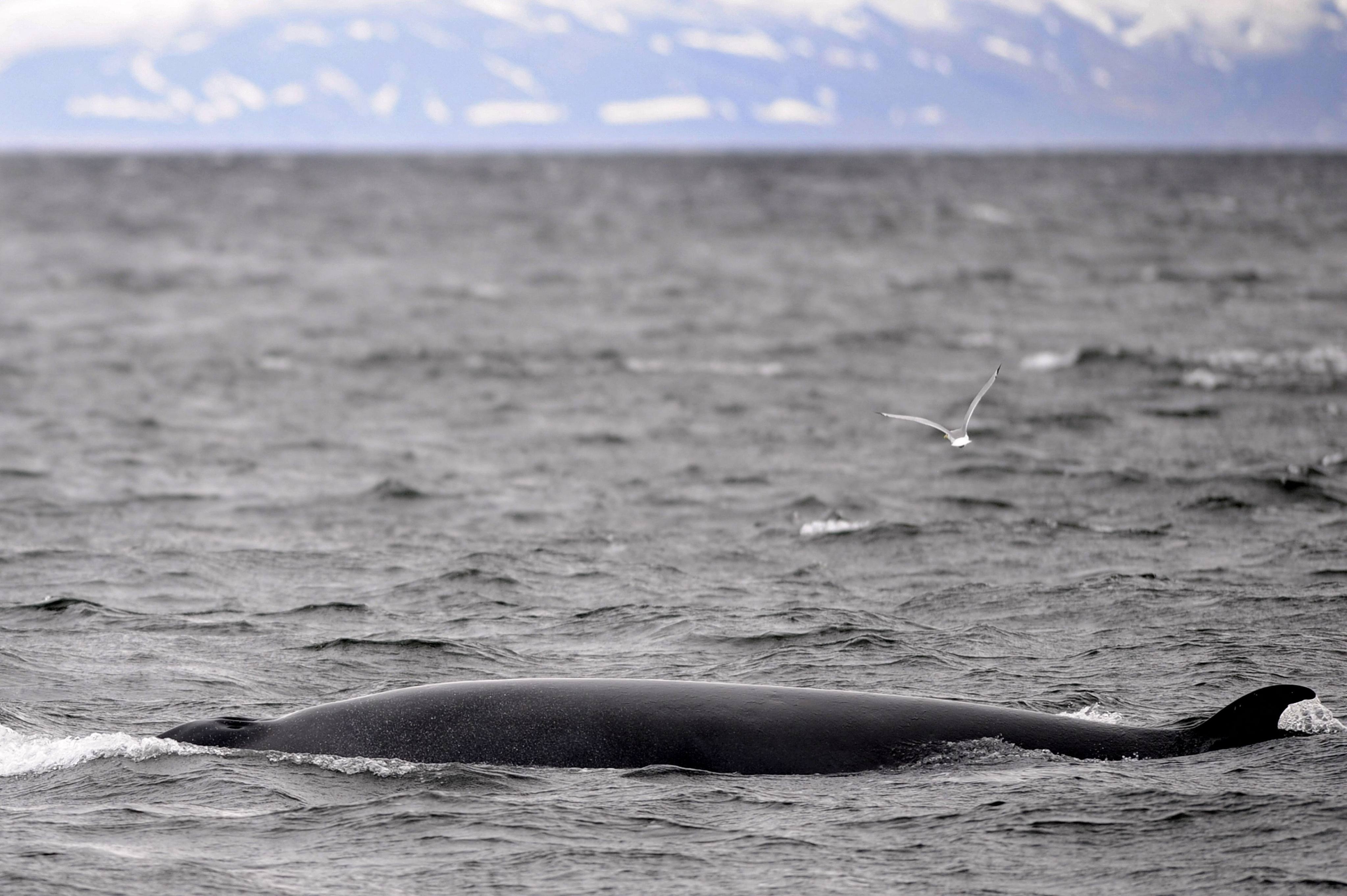 A Minke whale swims near a whale-watching boat off Reykjavik, Iceland, one of the last three countries in the world to still practice whaling. Photo: AFP