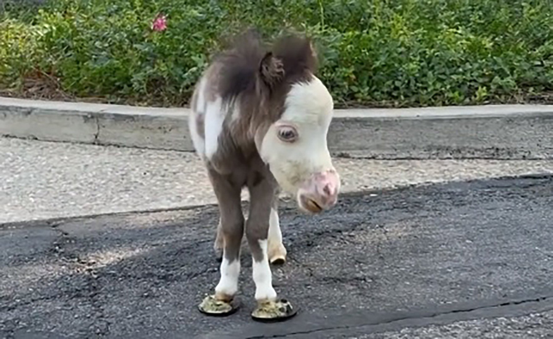the smallest horse in the world 2022
