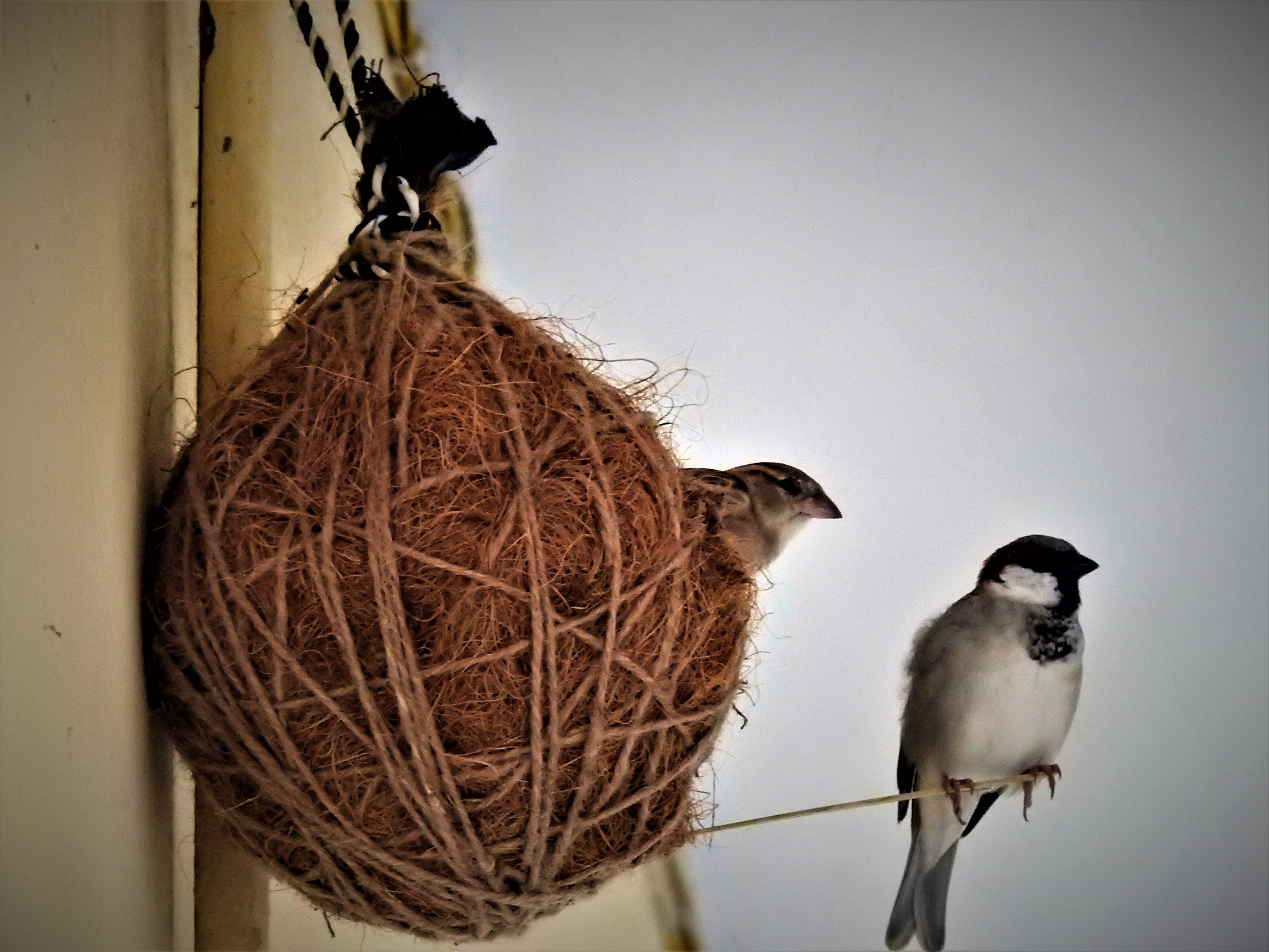 A bird nest made by Rakesh Khatri. Photo: Handout