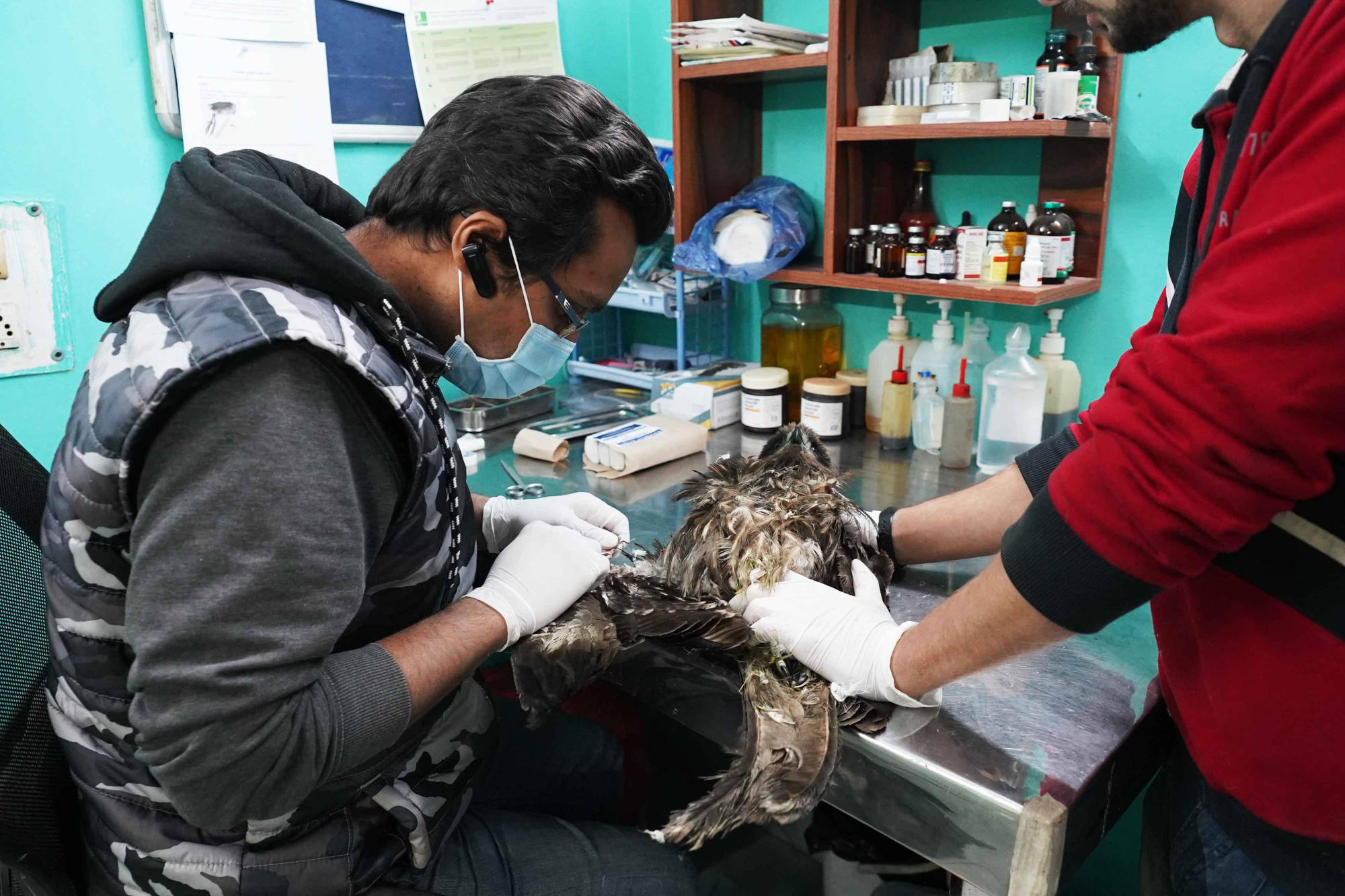 The bird men of Delhi, saving sparrows, black kites and ‘All That ...