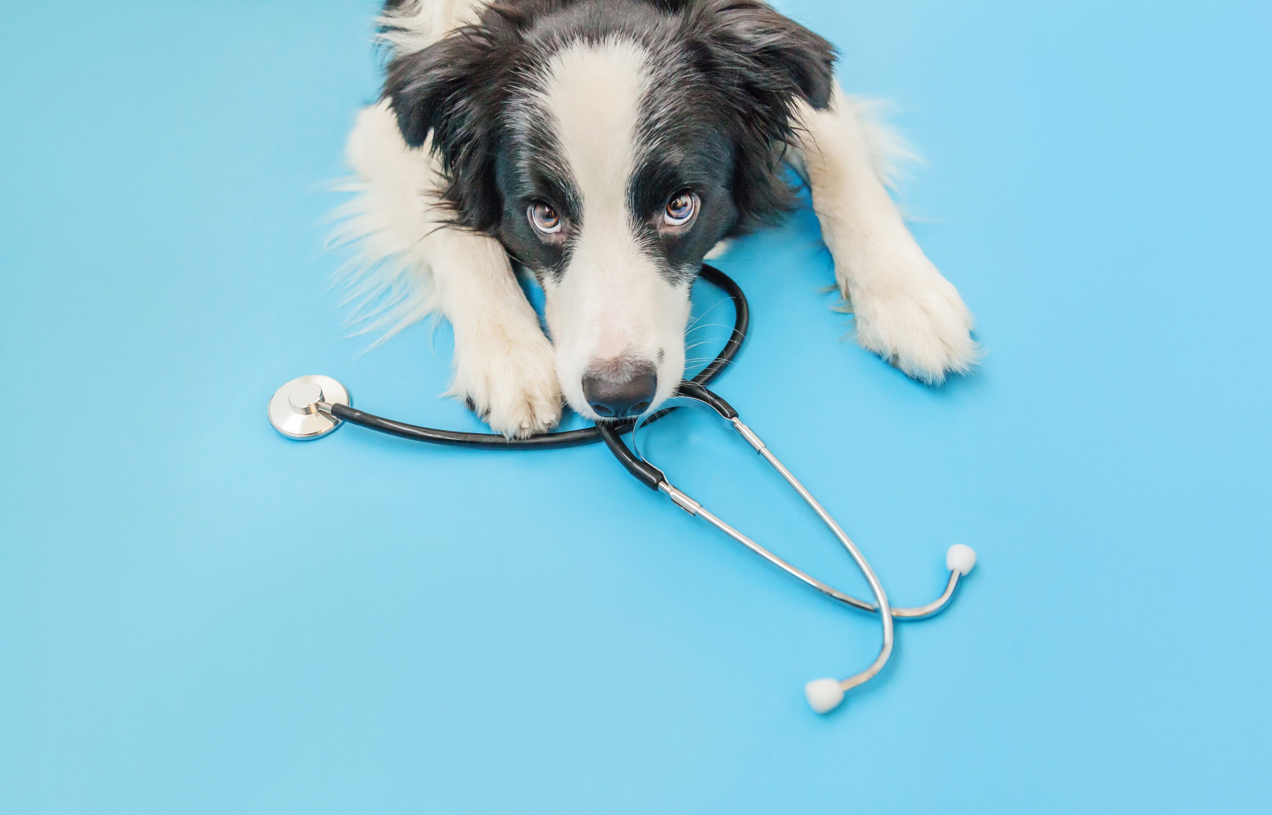 The dog is the nurse actually, and he would appreciate some respect. Photo: Shutterstock