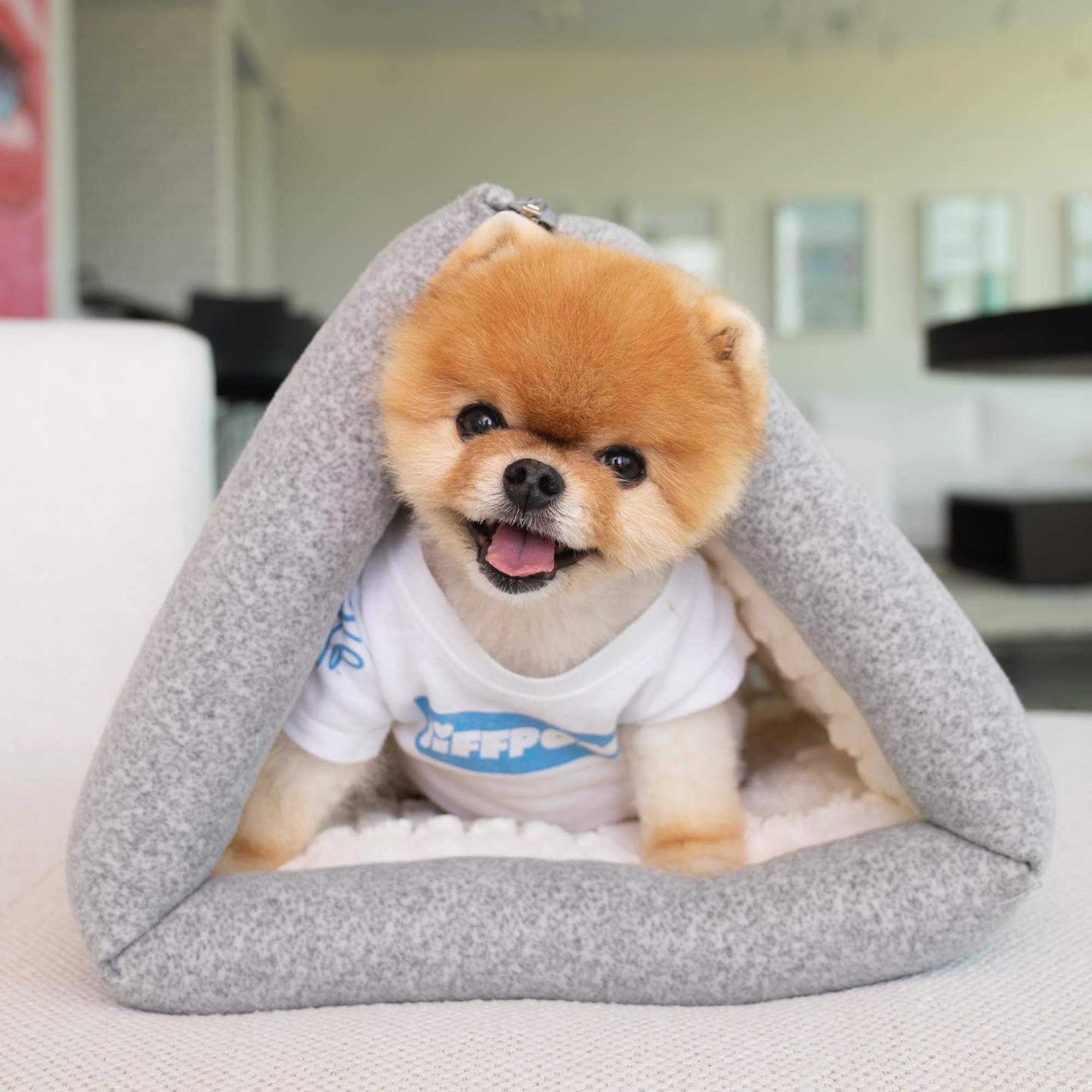 Jiffpom died hot sale