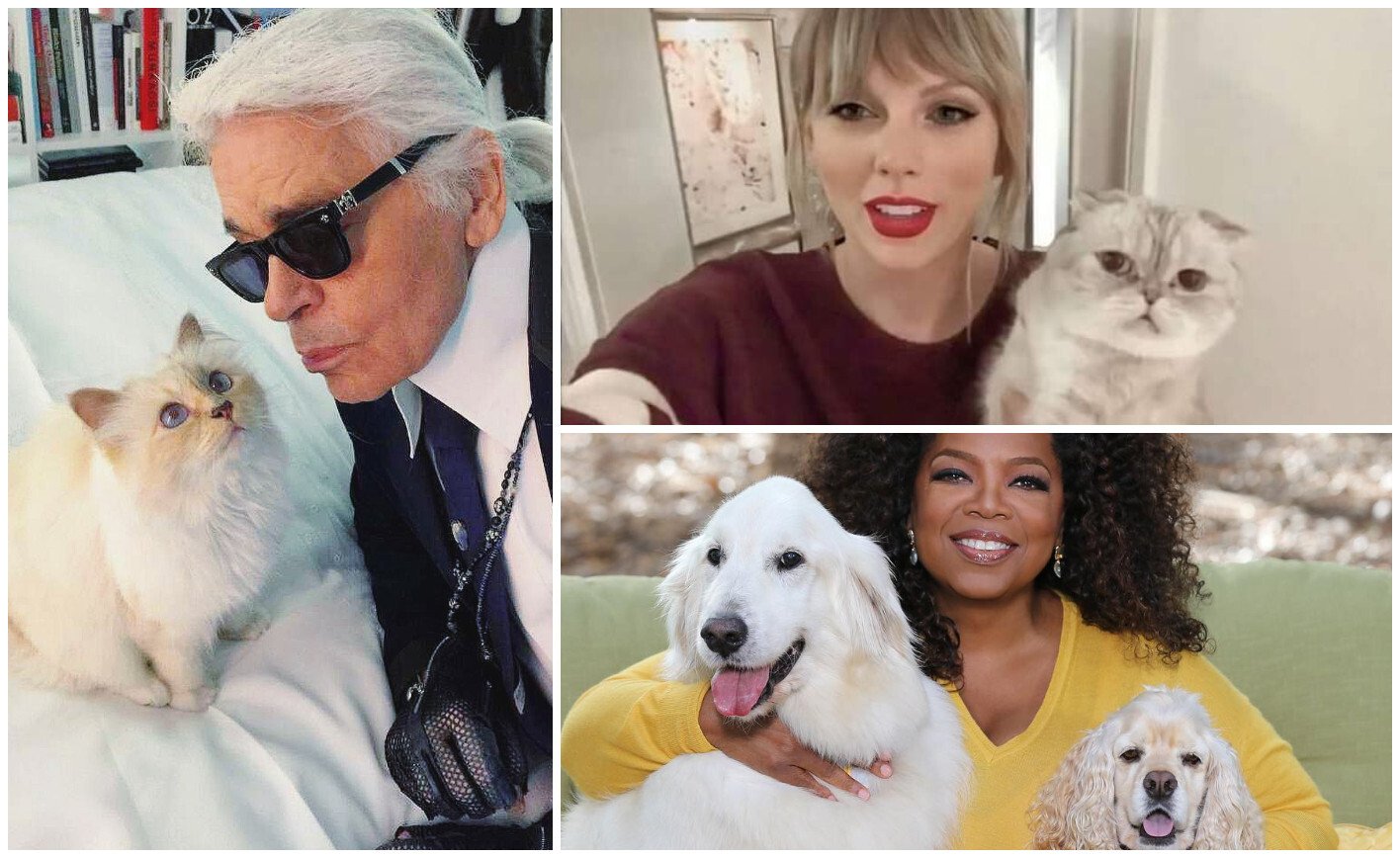 Find out exactly how much these influencer and celebrity pets are worth! Photos: @choupetteofficiel/Instagram, @ITs_TS13/Twitter, @oprah/Instagram