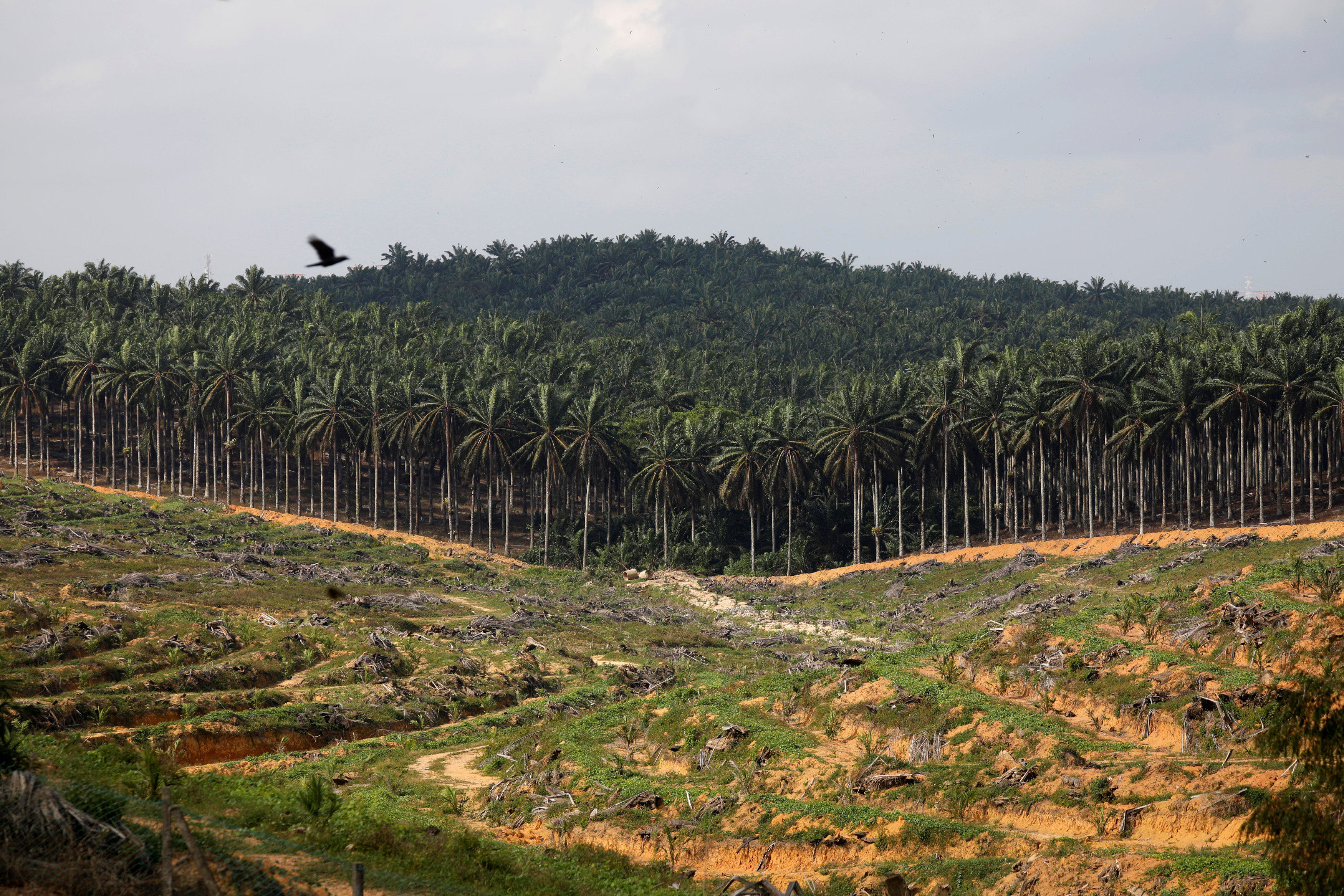 Land being cleared for an oil palm plantation in southern Malaysia’s Johor state on February 26, 2019. Photo: Reuters