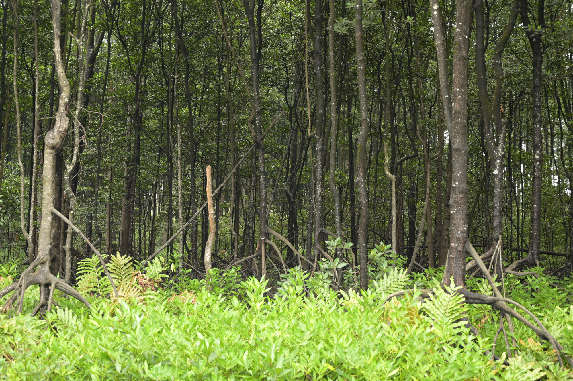 Mangrove forest near Kuala Sepetang. Photo: Philippe Durant