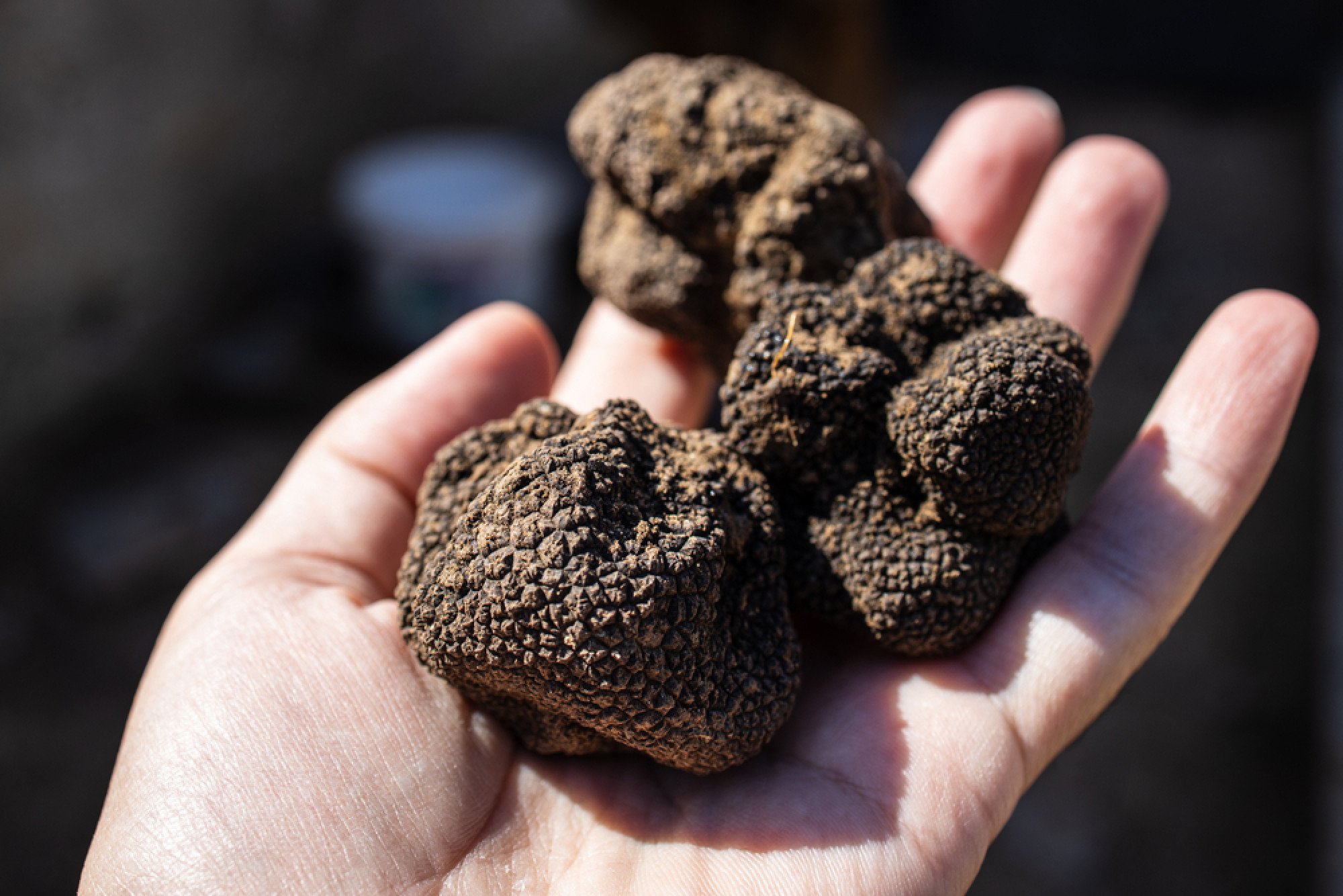 How To Grow Truffles In South Africa at Andre Leland blog