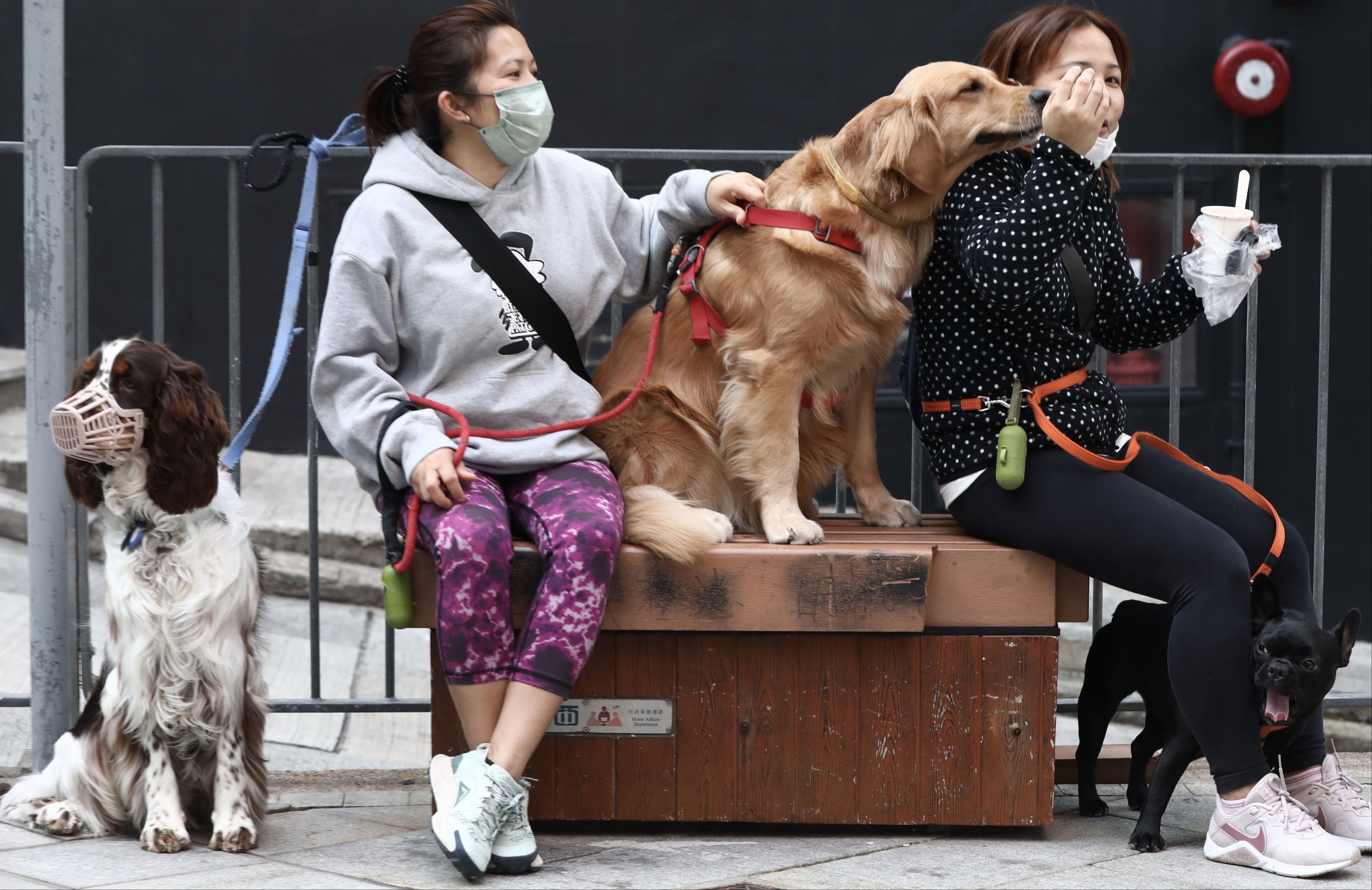 Pet owners who test positive for Covid-19 face not only physical discomfort from falling sick, but also emotional stress from having to make arrangements for their pets’ care. Photo: Jonathan Wong