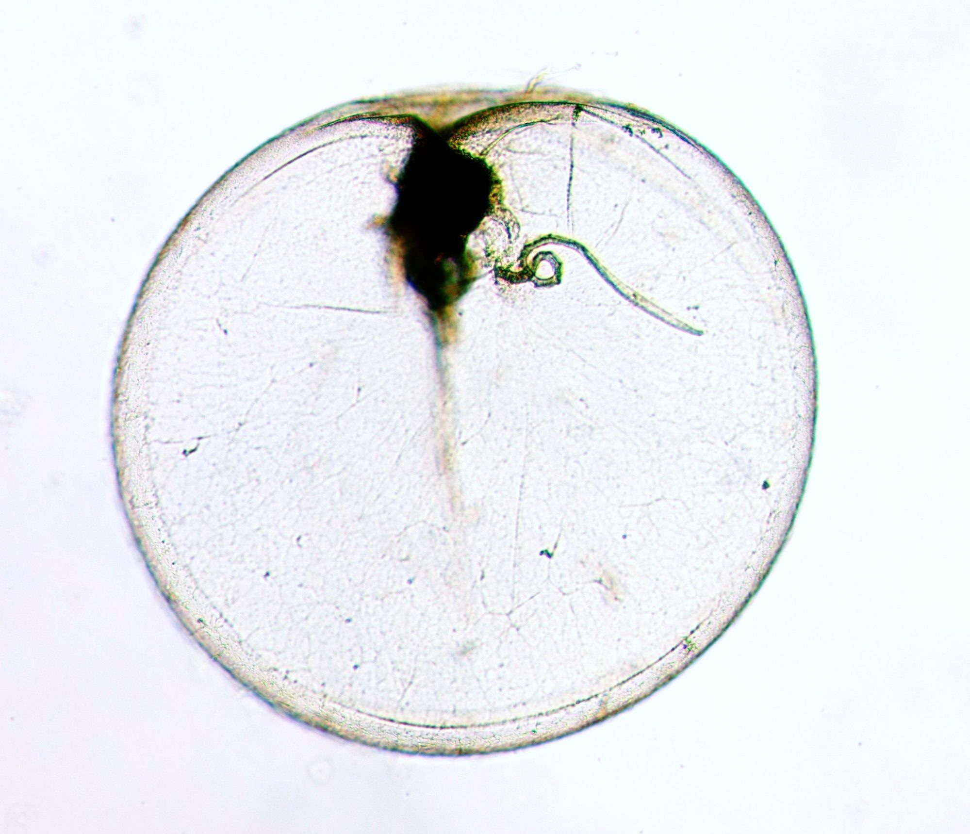 Recent cases of red tide in Hong Kong were caused by Noctiluca scintillans, a non-toxic species of plankton commonly found in Hong Kong waters. Photo: AFCD