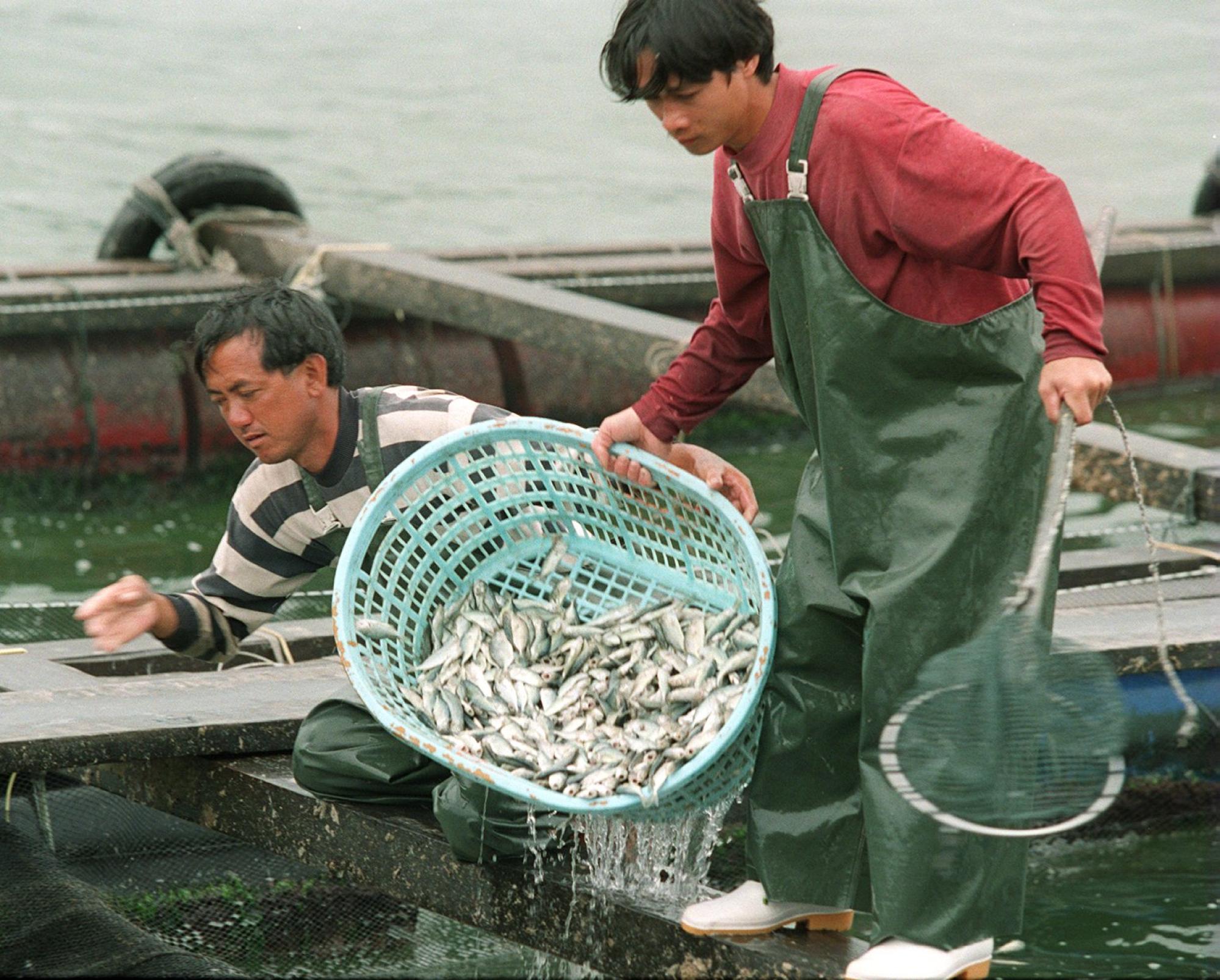 Fishermen in Cheung Chau collect farmed fish killed by a red tide in 1998. Photo: SCMP/Robert Ng
