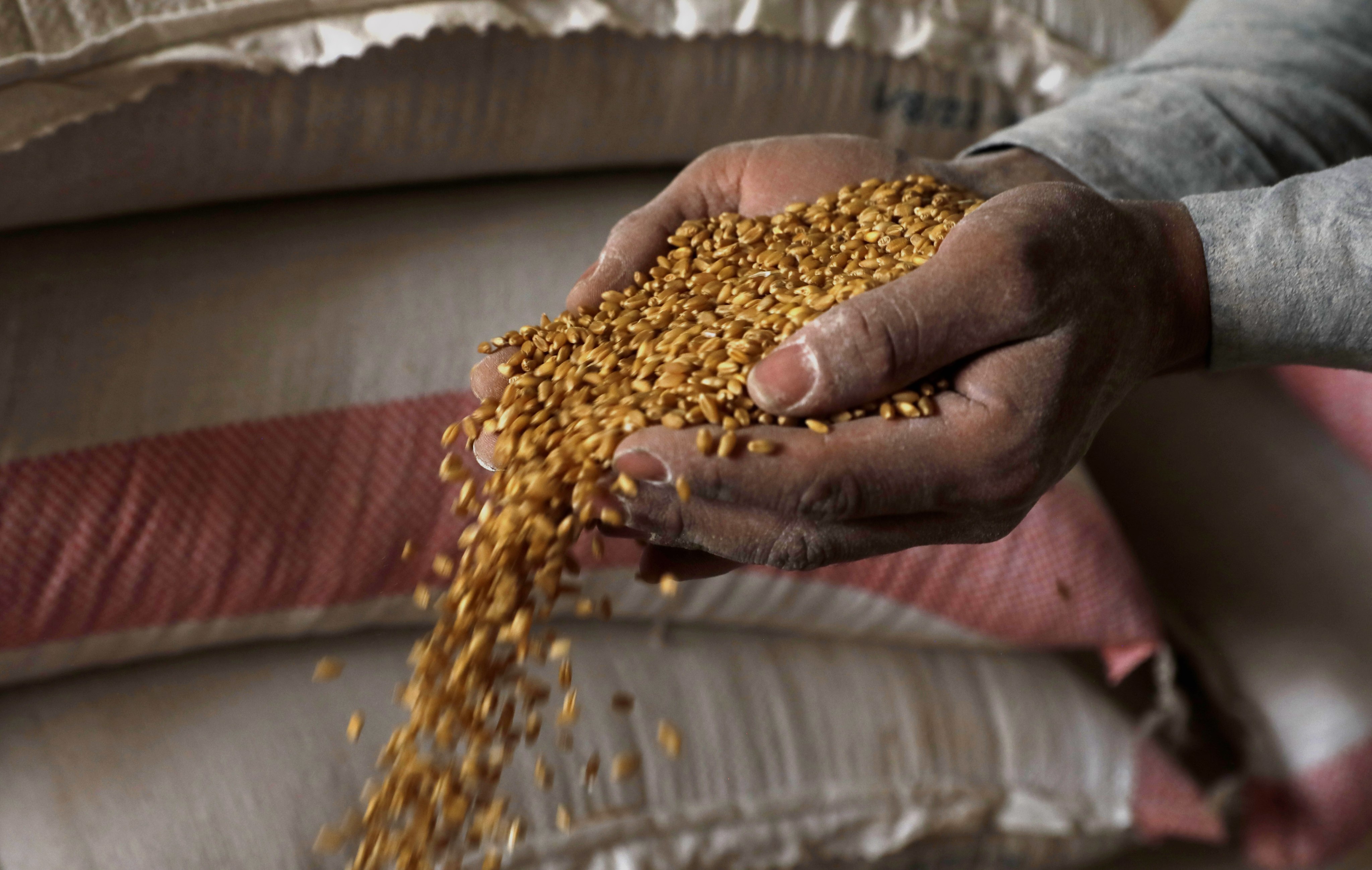A worker holds imported wheat grain as he works at a flour mill in Sana’a, Yemen, on March 23. The Russian invasion of Ukraine is causing shortages of wheat and food price spikes in war-ravaged Yemen, which imports almost 90 per cent of its wheat, including more than 30 per cent from Ukraine and at least 8 per cent from Russia. Photo: EPA-EFE