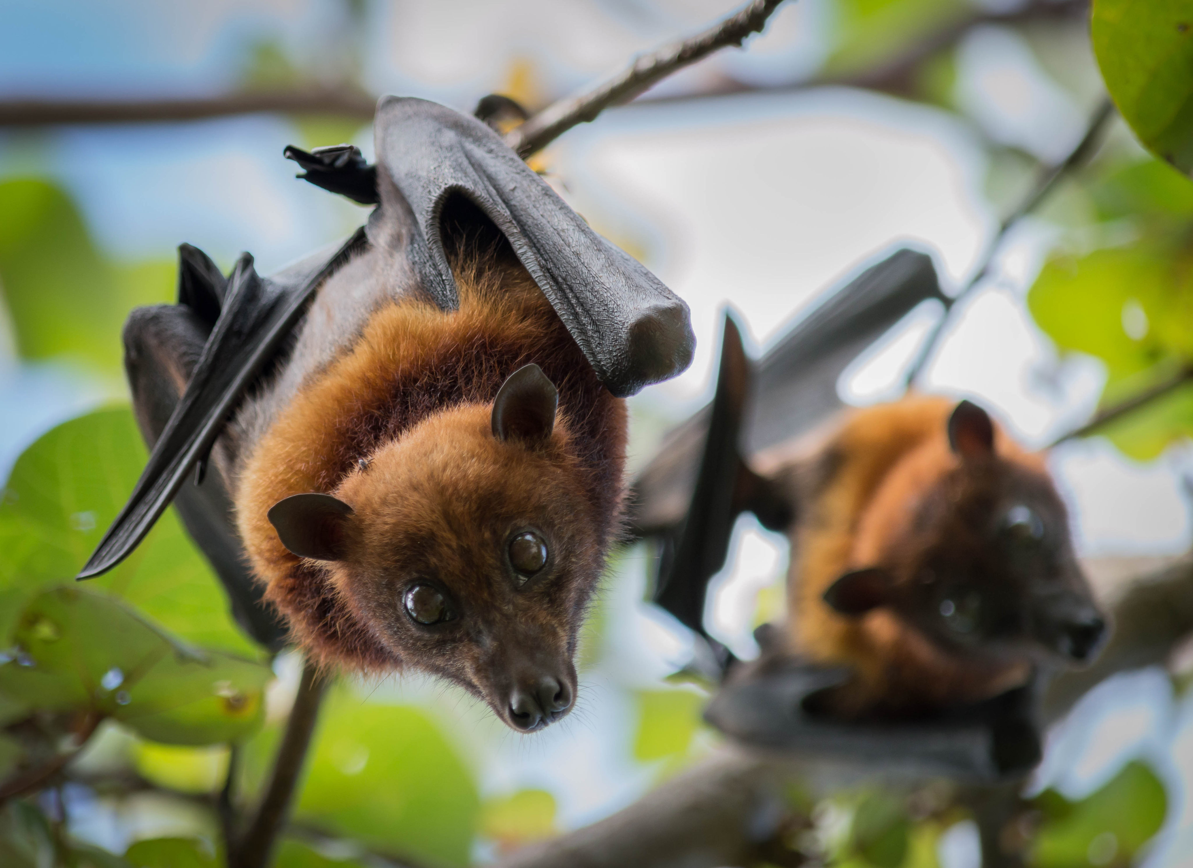 Do bats carry deadly viruses? Yes. Would a cull help? No. Here's why |  South China Morning Post