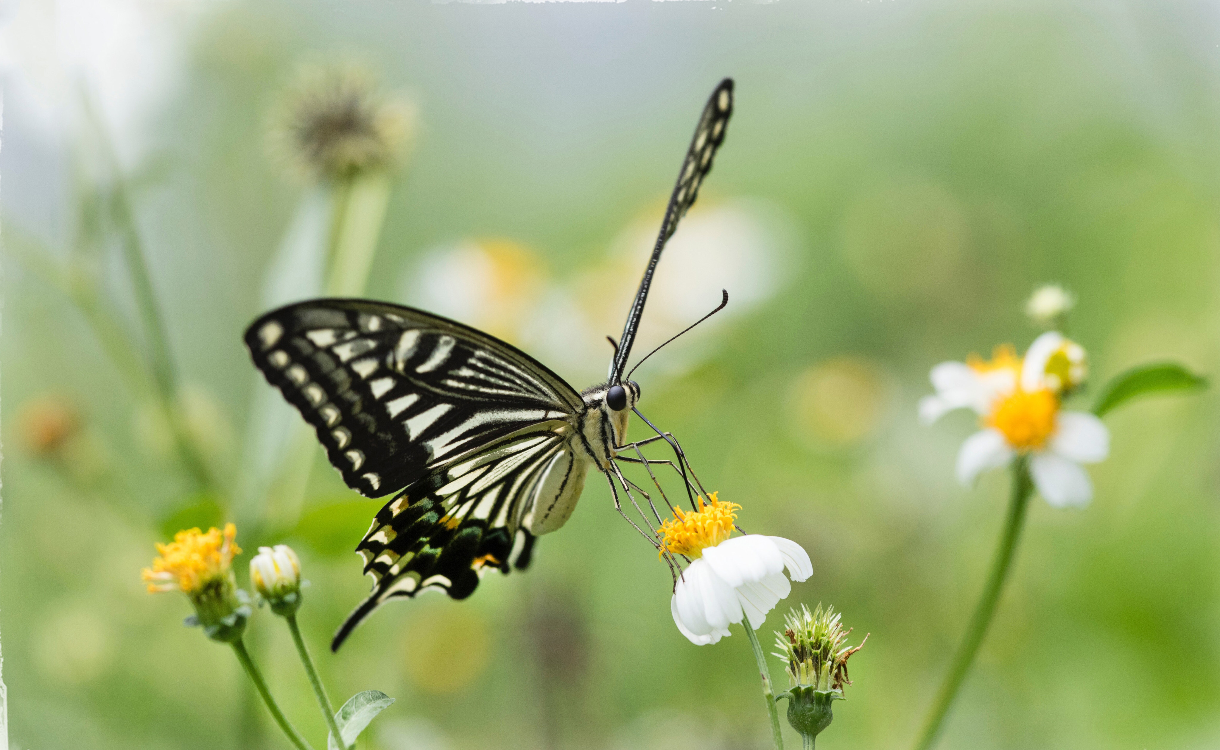 A swallowtail butterfly, one of the insect pollinators we depend on for 75 per cent of our food. Habitat loss and pesticide use are decimating insect populations, with implications for food security. Photo: Martin Chan